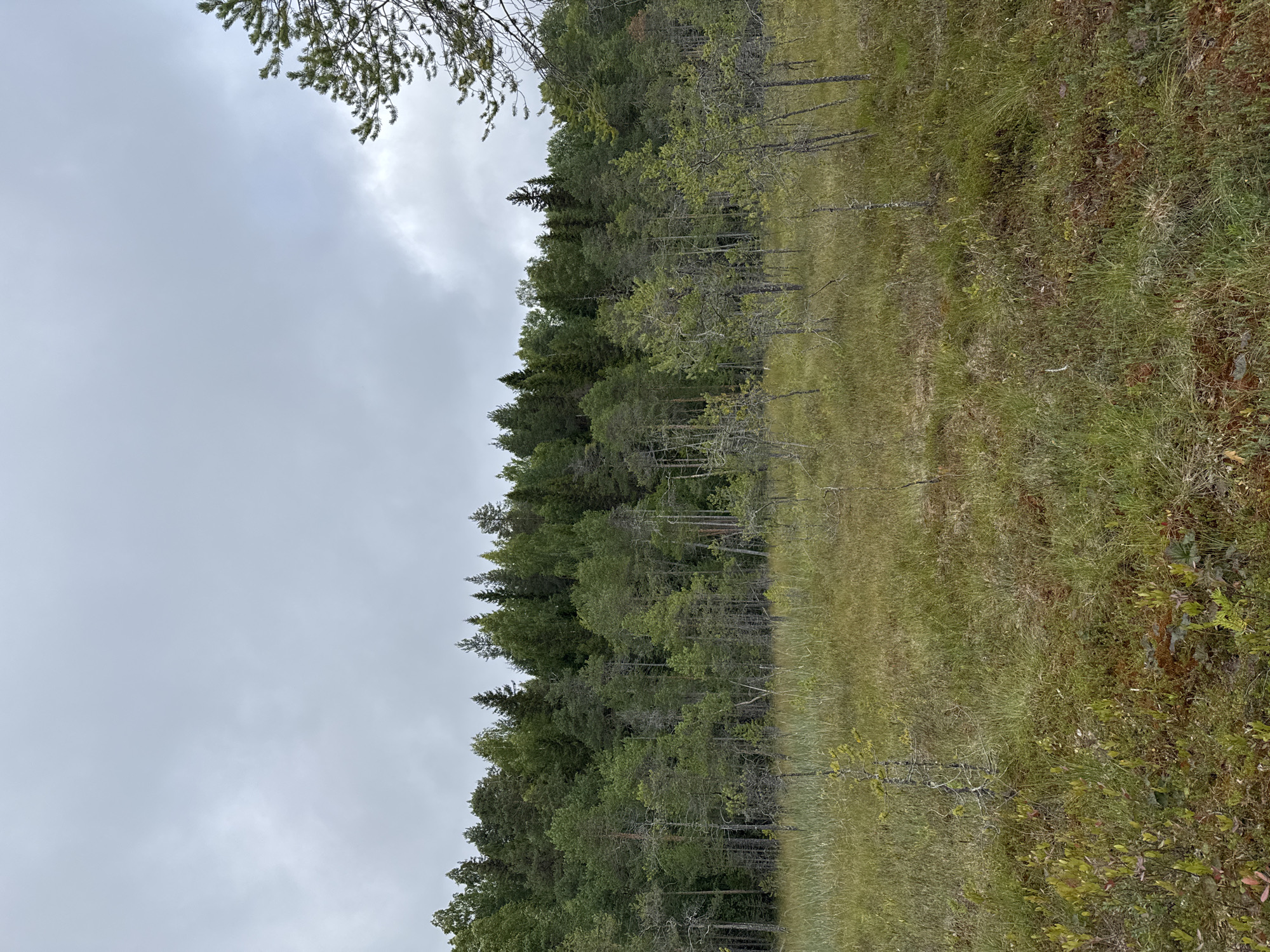 The image depicts a natural landscape scene in Kamennoe, Russia. The foreground features a marshy area with tall grasses, low-lying vegetation, and scattered mosses, exhibiting various shades of green and brown. In the midground, several sparse, slender trees with grey branches and minimal foliage are present, creating a somewhat stark contrast with the denser vegetation behind them. The background is dominated by a thick forest of coniferous and deciduous trees, forming a dense green wall that extends to the horizon. The sky is overcast with grey clouds, suggesting a temperate or cool climate. There are no people or man-made structures visible in the image.