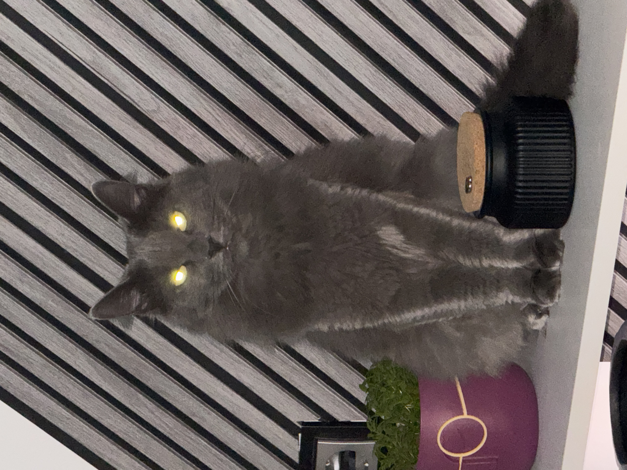 A dark gray, long-haired domestic cat with strikingly luminous yellow eyes is the central subject of the image. The cat is looking directly forward, possibly at the viewer, and appears to be resting or sitting on a surface. Its fur has visible texture, particularly around its body and fluffy tail, which is partially visible on the right side.
The background features a distinctive pattern of diagonal stripes, alternating between solid black and textured gray, which resembles wood paneling or decorative wallpaper. The image is oriented vertically, causing these stripes to run diagonally across the frame.
To the right of the cat's body, a black, cylindrical object with horizontal ribbing and a light brown cork lid is visible. A small metallic stud is embedded in the center of the cork. Below the cat's head, towards the bottom left of the image, there is a vibrant purple pot containing lush green, grass-like foliage. Adjacent to the pot, a silver-colored electrical outlet or switch is partially visible against the striped background. A white, shelf-like surface frames the scene on the right side. The overall setting appears to be an indoor environment, likely a home in Varna, Bulgaria. The glowing eyes of the cat suggest that the photograph was taken in low light conditions or with a flash.