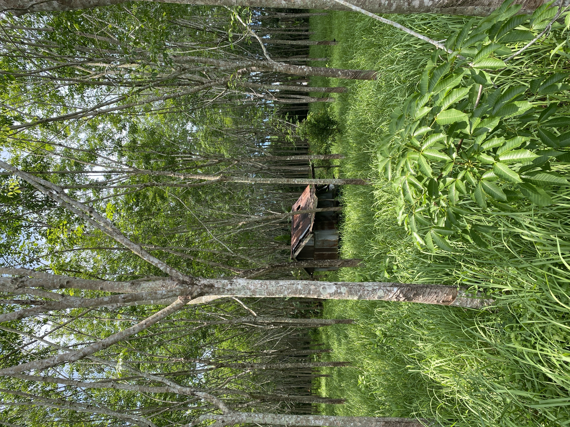 An outdoor shot in Thep Krasatti, Thailand, features a row of trees with light-colored bark, densely packed together. Green grass grows in the foreground and in the spaces between the trees. An old shed with a rusting roof is seen further down the row of trees.