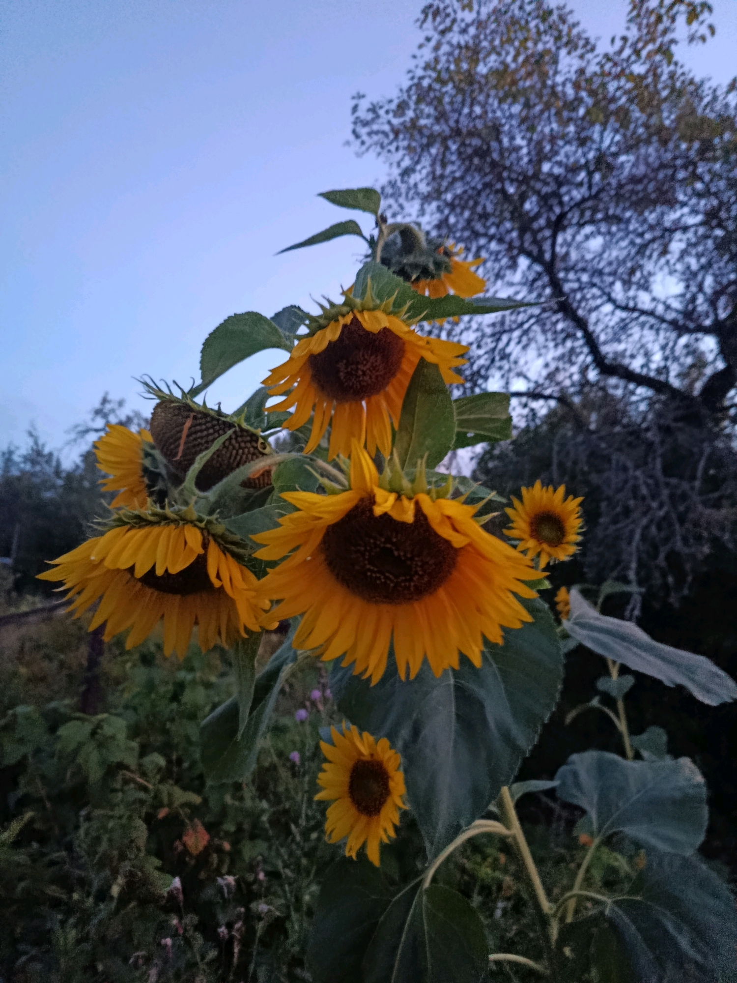 The image depicts a close-up view of several sunflowers in bloom, set against a backdrop of a twilight sky and a silhouetted tree. The sunflowers are predominantly yellow with dark centers, some facing the viewer while others are angled away. One sunflower head in the foreground appears to be in the process of seeding. Large, textured green leaves are visible, supporting the heavy blooms. In the background, the dark, bare branches of a deciduous tree are starkly contrasted against the pale blue of the sky. The lower portion of the image reveals a dense, dark green foliage of other plants, suggesting a garden or natural setting. There are no people or animals visible in the scene. The lighting indicates it is either dawn or dusk. The location is specified asВерея, Russia.