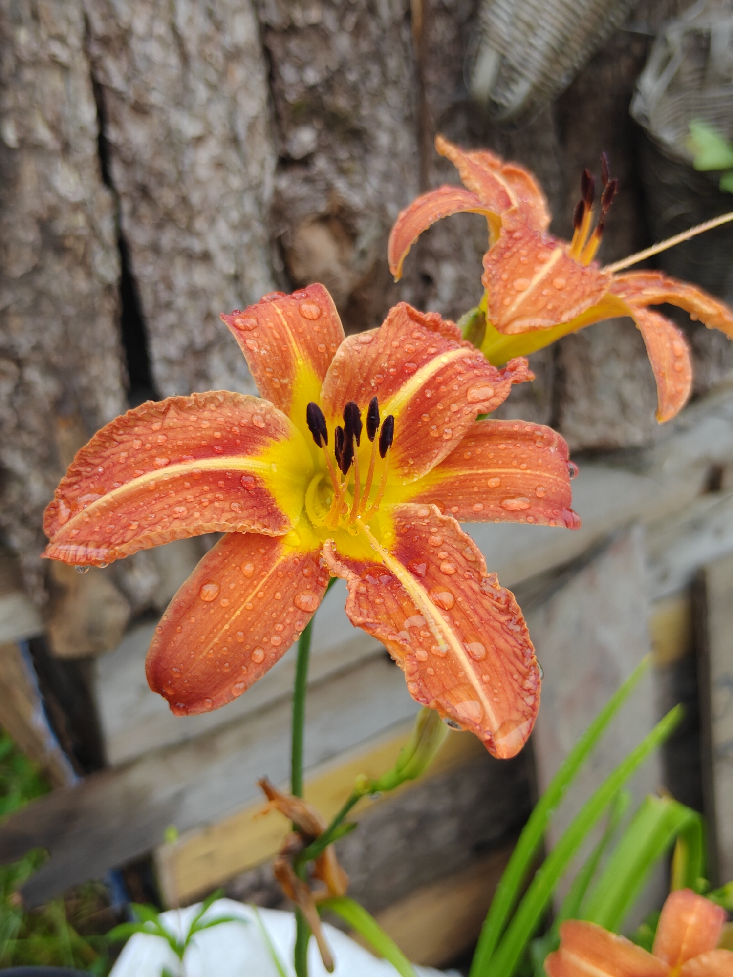 In Prini, India, an orange daylily flower, glistening with water droplets, is the central subject. The flower has six petals with a yellow center and dark stamen. Another partially visible daylily is in the upper right corner. The background features a rough-textured wooden surface, possibly a tree trunk, and a blurred wooden fence with some greenery. The lighting suggests it may be daytime after rain.