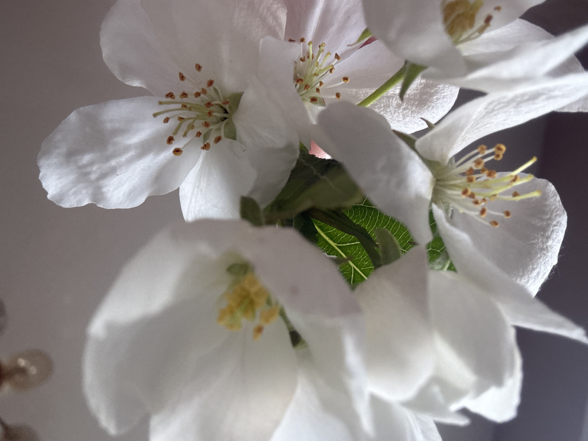 A close-up image shows a cluster of white apple blossoms in bloom. The petals are predominantly white with subtle variations in hue, suggesting light and shadow. The blossoms have visible stamens with yellow or brown tips. A few green leaves are visible behind the flowers, adding contrast to the scene. The background appears to be a mix of white and gray, indicating an indoor setting, possibly near a wall or ceiling. The light is diffused.
The location, Dzerzhinsk, Russia, is not discernible from the image itself, as it only features floral elements.