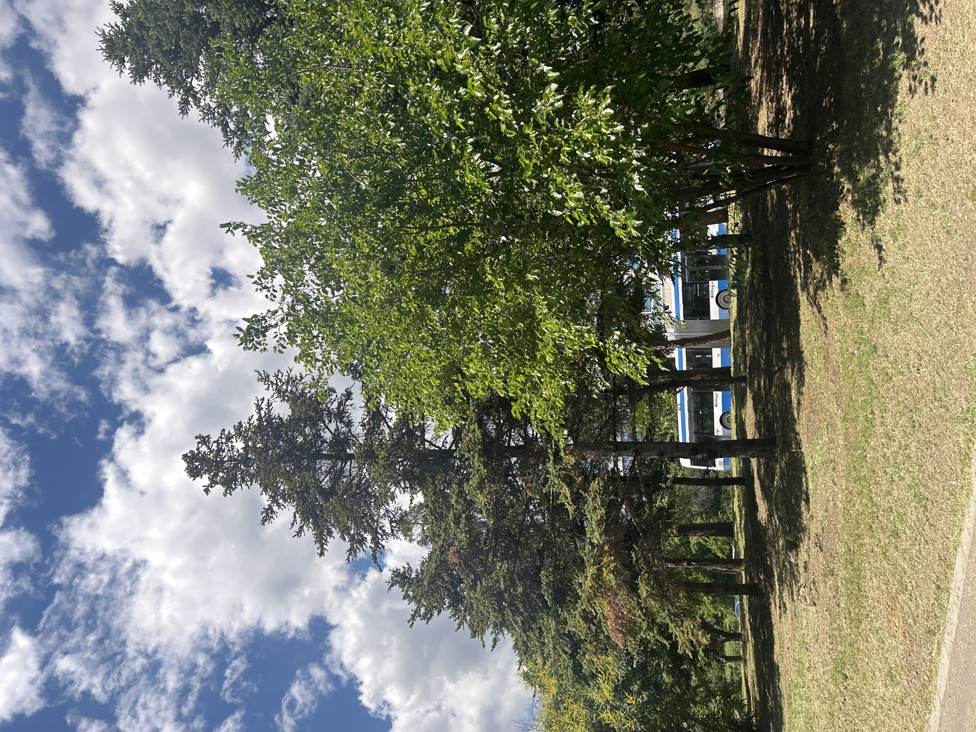 A bus with blue and white livery is parked on a street beside a park with lush green trees. The sky is a vibrant blue, dotted with white, puffy clouds. The ground is covered in dry, yellow grass, with patches of shade cast by the trees. In the distance, more trees and a hint of buildings can be seen. The image appears to be taken in Varna, Bulgaria, likely in a park or green space within the city.