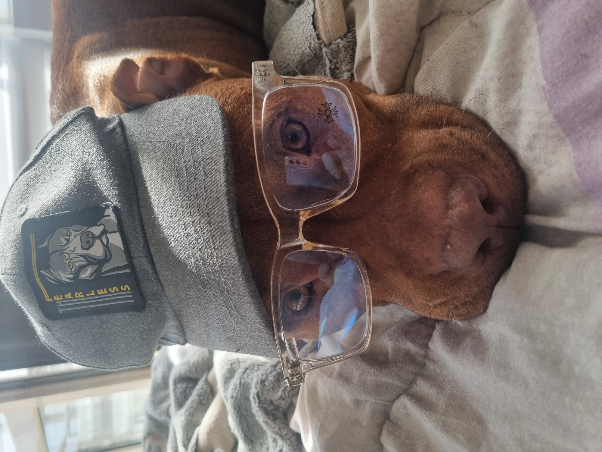 A close-up shows a reddish-brown dog lying on a patterned blanket. The dog is wearing a grey baseball cap with a "FEARLESS" patch on its side. A pair of clear-framed glasses with a decorative cross-like emblem rests on the dog's face, reflecting the dog's eyes and other objects in the room. The location is unknown.