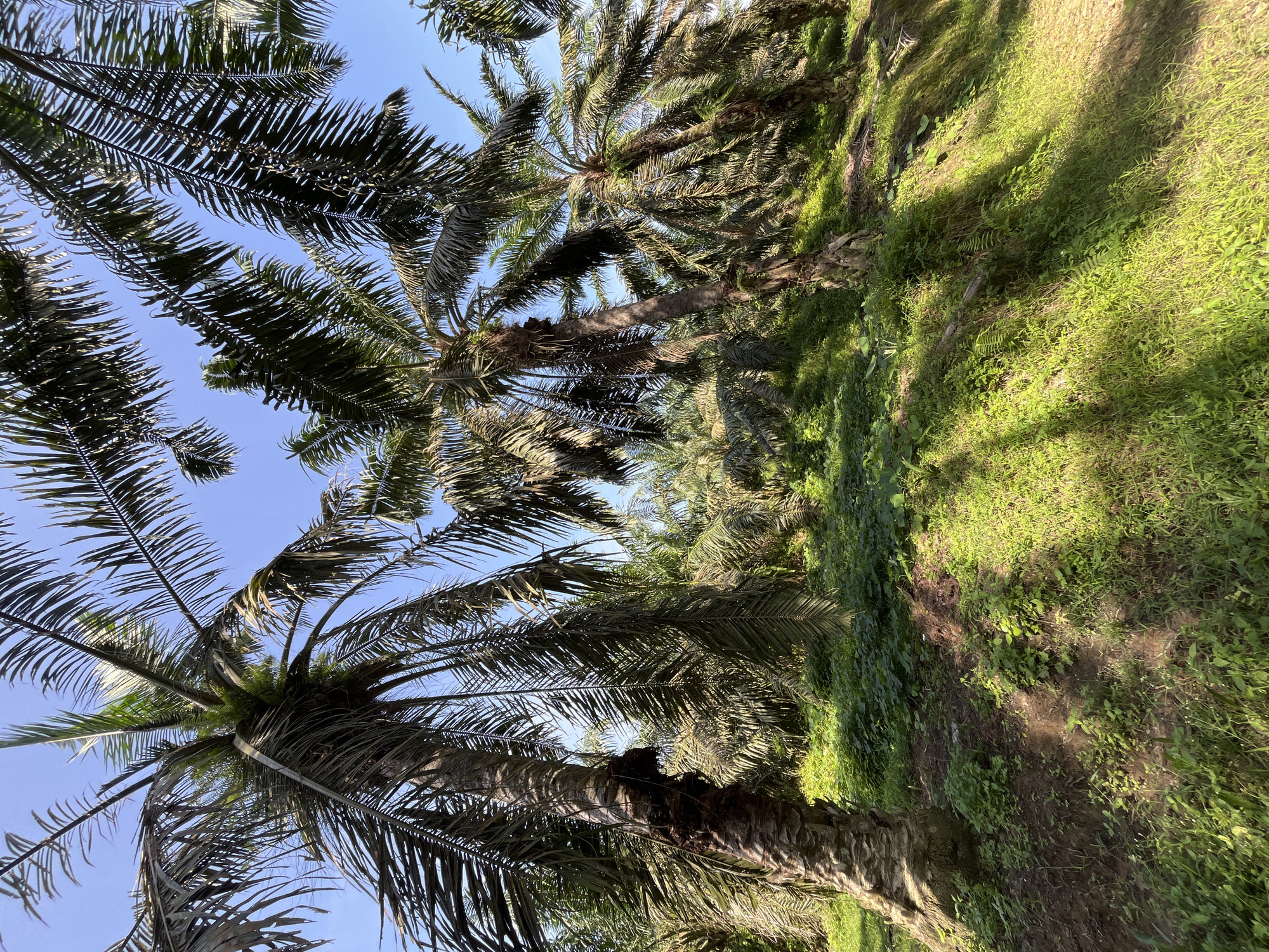 The image depicts an oil palm plantation under a clear blue sky in Jamurlabu, Indonesia. The scene is dominated by tall, mature oil palm trees with their characteristic rough trunks and long, frond-like leaves that cast dappled shadows on the ground. The undergrowth consists of lush green grass and various smaller plants, suggesting a well-maintained but natural environment within the plantation. The sunlight illuminates the scene, highlighting the textures of the tree bark and the vibrant green of the vegetation. There are no people or animals visible in the image. The overall impression is one of a tropical agricultural landscape.