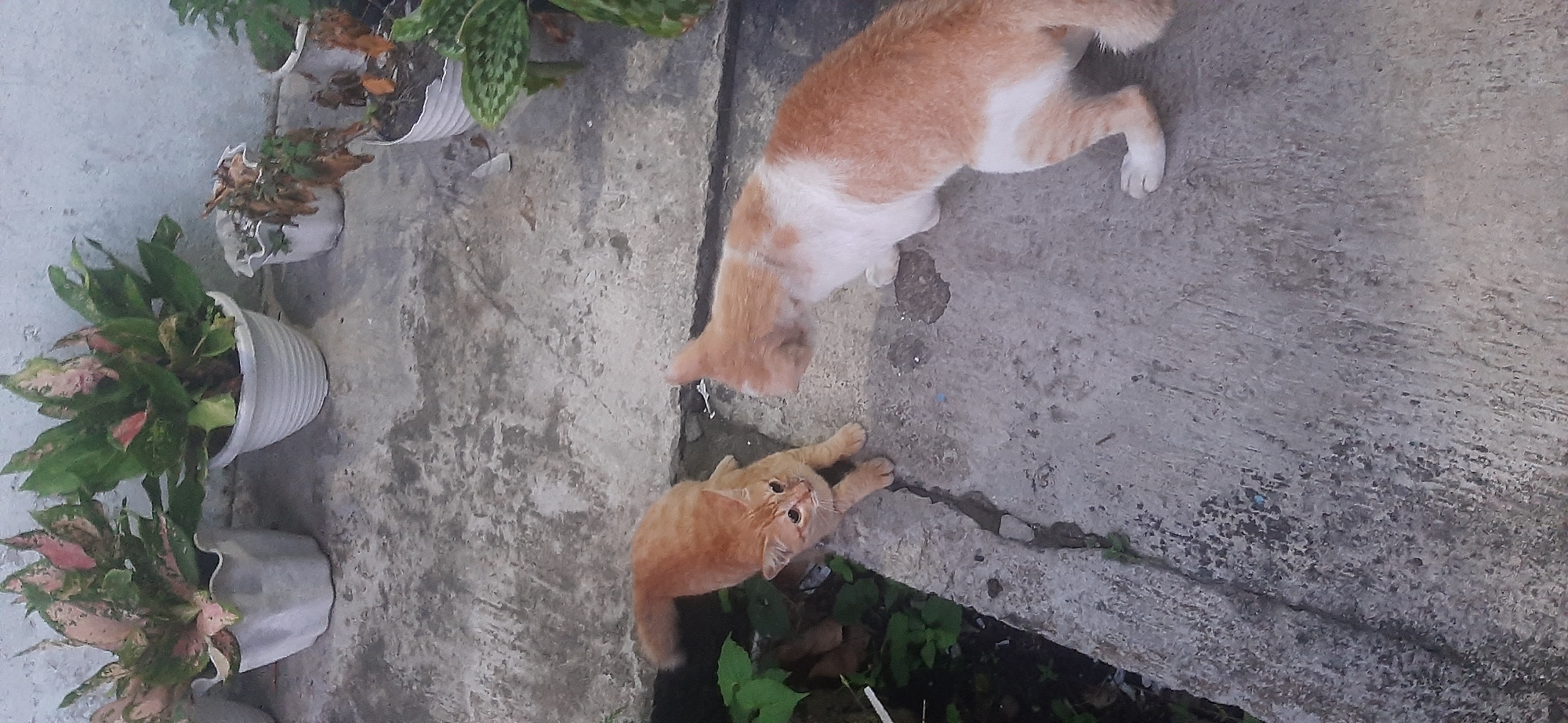 Two ginger and white cats are on a concrete surface, possibly a sidewalk or patio. One cat, predominantly orange with white paws, is crouched low with its front paws extended as if about to pounce or play. It is looking directly at the camera with wide, alert eyes. The second cat, a larger ginger and white feline, is facing away from the camera, its body curled slightly, and its hind legs are bent as it sits or crouches. The background features several potted plants, some with vibrant green and pink foliage, others appearing dry and withered, suggesting a mixture of healthy and neglected plants. A light-colored wall is visible behind the plants. The concrete ground shows signs of wear and tear, with cracks and uneven texture. The scene appears to be an outdoor setting in a residential area. The presence of potted plants and the concrete flooring are common features in urban environments. This setting is consistent with what one might find in Jambi city, Indonesia, where such arrangements of plants and concrete pathways are frequently observed in yards and along sidewalks.
