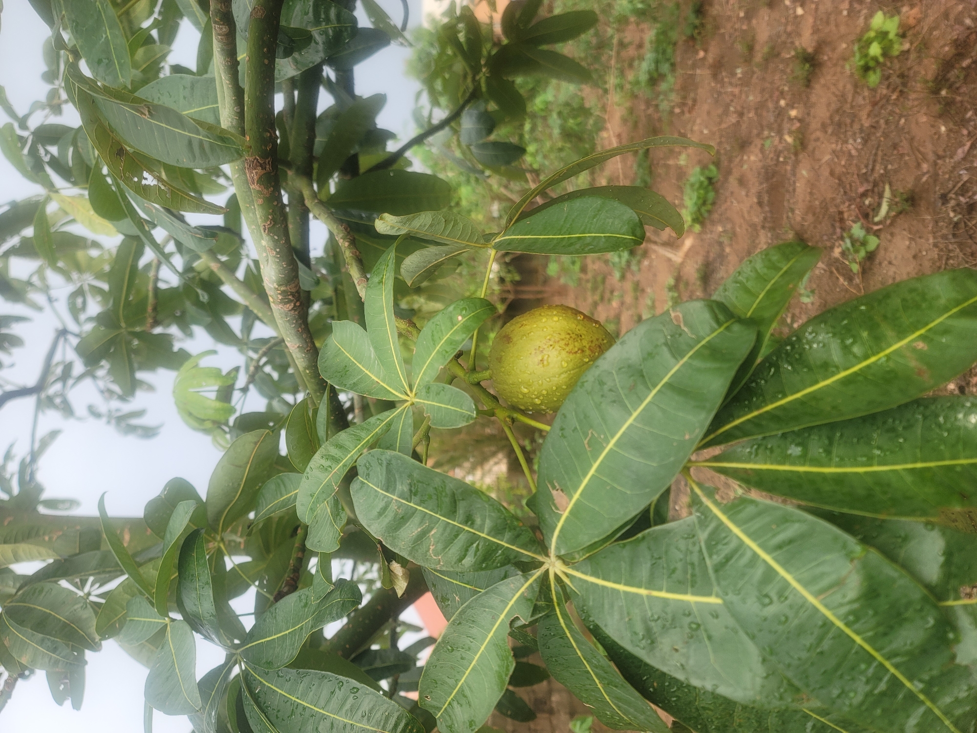 A medium shot, taken outdoors, of a fruit tree with an unripe green fruit attached. The tree has green leaves with yellow veining and branches with spots. There is water on the leaves and fruit. The ground is visible in the background. The photo was taken in Barakin Akawo, Nigeria.