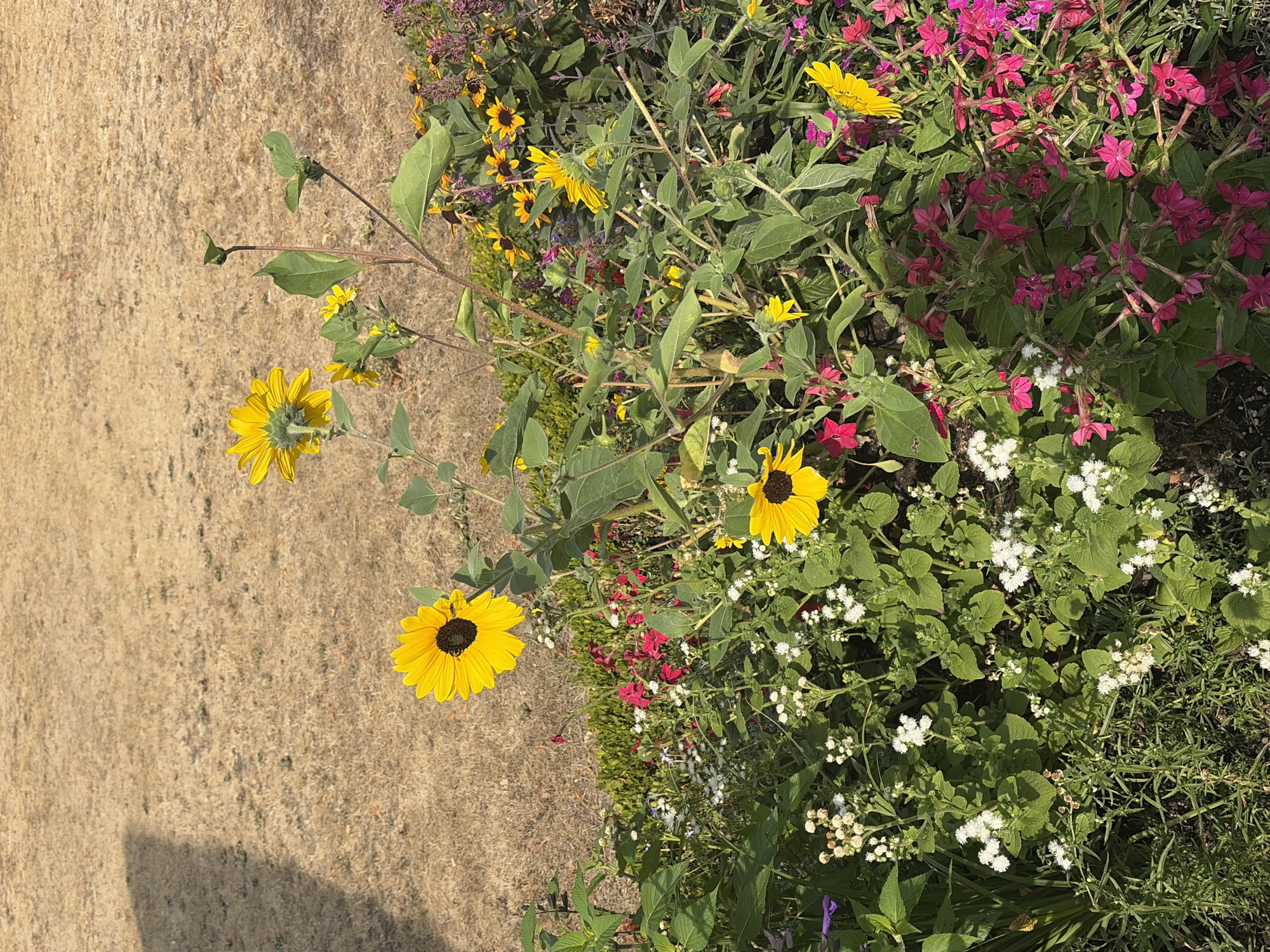 The image shows a close-up view of a flower bed with various flowers and greenery. The foreground is dominated by a variety of flowers, including several large yellow sunflowers with dark centers, smaller yellow flowers, and clusters of small white flowers. There are also numerous pink and magenta tubular flowers. The plants are lush and green, with some dried brown foliage visible. In the background, there is a dry, brown grassy area, possibly a lawn or field, with a shadow of an unseen object cast upon it. The scene appears to be outdoors, under natural sunlight, with the bright sun creating some shadow and highlights. The overall impression is one of a vibrant garden on a sunny day. The location is not specified in the image, and thus the city of Würzburg, Germany is not ascertainable.