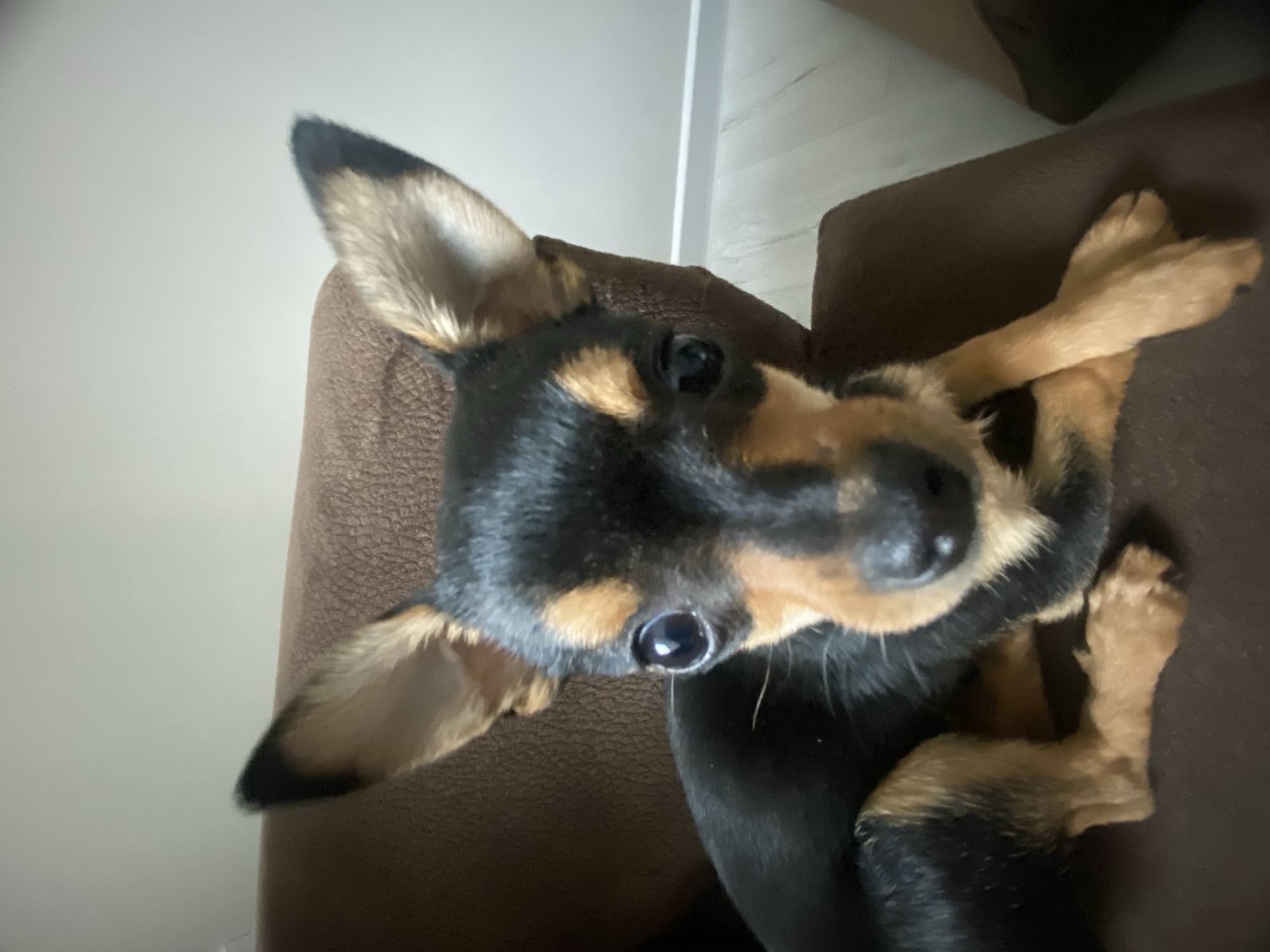This image displays a small, black and tan toy-breed dog seated on a brown, textured upholstered surface, consistent with a sofa or chair, within an interior room located in Asenovgrad, Bulgaria. The dog is positioned centrally in the frame, directly facing the viewer, with its front paws crossed. It exhibits large, dark, round eyes and erect, pointed ears that are tan internally with black tips. Its coat features prominent tan markings on its muzzle, eyebrows, cheeks, chest, and legs, contrasting with its black body fur. The background is a light-colored wall, likely white or off-white, with a distinct horizontal white trim visible at the base of the wall in the upper right quadrant of the image. The scene is illuminated by soft, ambient light. No other individuals or objects are present.