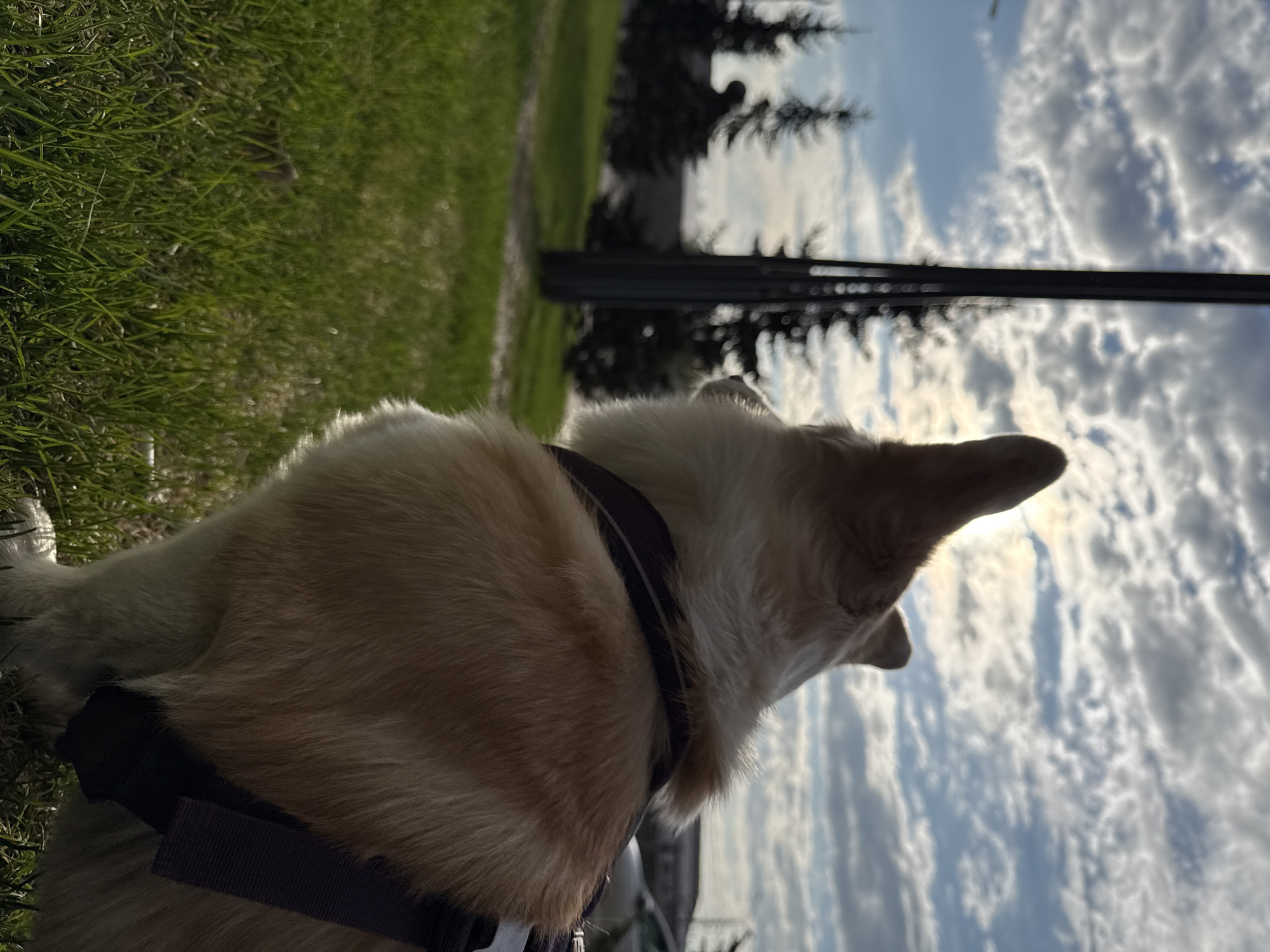 A low-angle shot of a corgi dog sitting on grass with its back to the camera. The dog has a tan and white coat and is wearing a dark harness. In the background, there is a blue sky with white clouds, some trees, and a metal structure with horizontal bars. The photo may be taken in a park in Krasnoyarsk, Russia.