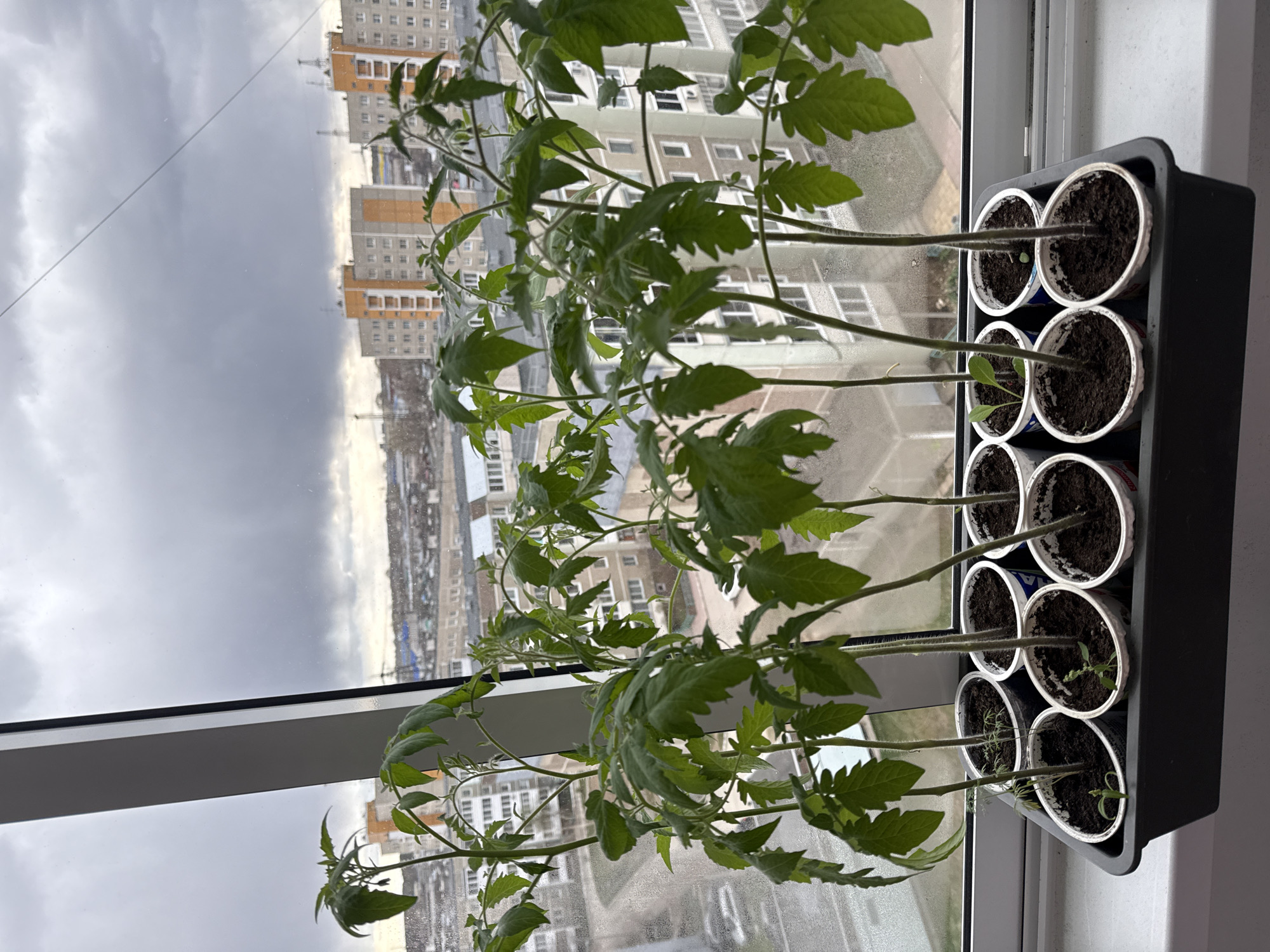 The image depicts a row of tall, slender seedlings, likely tomato plants, growing indoors on a windowsill against an urban backdrop. The plants are positioned in individual white plastic cups filled with dark soil, which are neatly arranged within a black plastic tray. The seedlings appear somewhat leggy, with long, thin stems and green leaves, extending towards the window.
The scene looks out from an elevated position, likely from an apartment window. The background features a grey, overcast sky, suggesting a cloudy or dull day. Below the horizon line, several multi-story residential buildings with numerous windows are visible, typical of an urban landscape in Chaikovsky, Russia. Some buildings have distinct light brown or beige sections on their facades.
No people are visible in the image. There is no discernible text on the plant cups or elsewhere. The overall impression is one of indoor gardening, with young plants being cultivated near a window for light, overlooking a quiet city scene on a cloudy day.