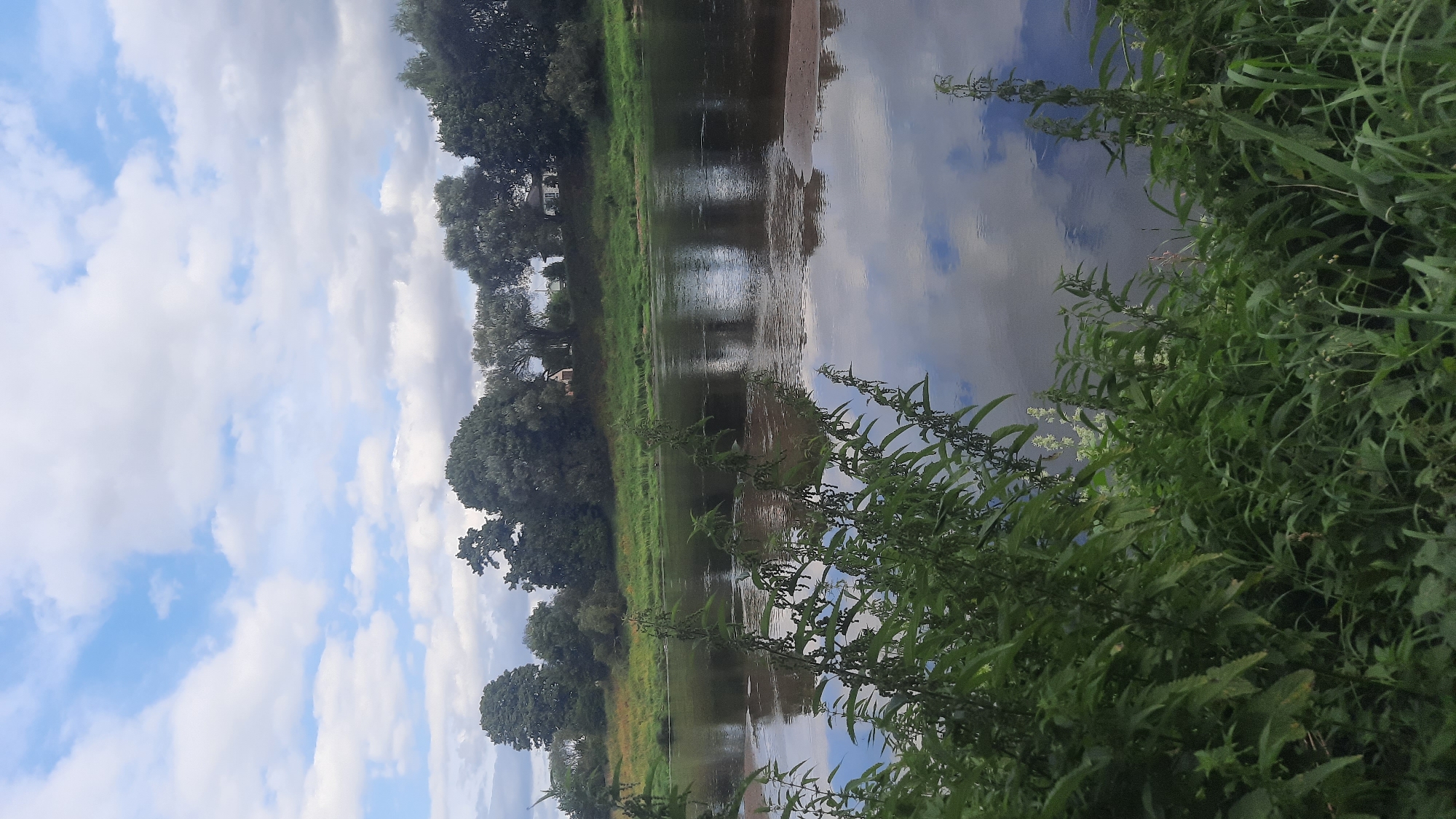This image depicts a serene river scene in Shklov, Belarus, likely during daytime with a partly cloudy sky. In the foreground, lush green foliage, including what appears to be nettle plants, lines the riverbank, obscuring the immediate edge of the water. The river itself is calm and reflective, mirroring the sky and the trees that form a dense treeline on the opposite bank. The treeline consists of a variety of deciduous trees, some of which are quite mature and tall, interspersed with smaller bushes and grassy areas. A few buildings are visible nestled amongst the trees on the far bank, suggesting a settled area. The overall impression is one of natural beauty and tranquility, characteristic of a rural or semi-rural environment within the city of Shklov.