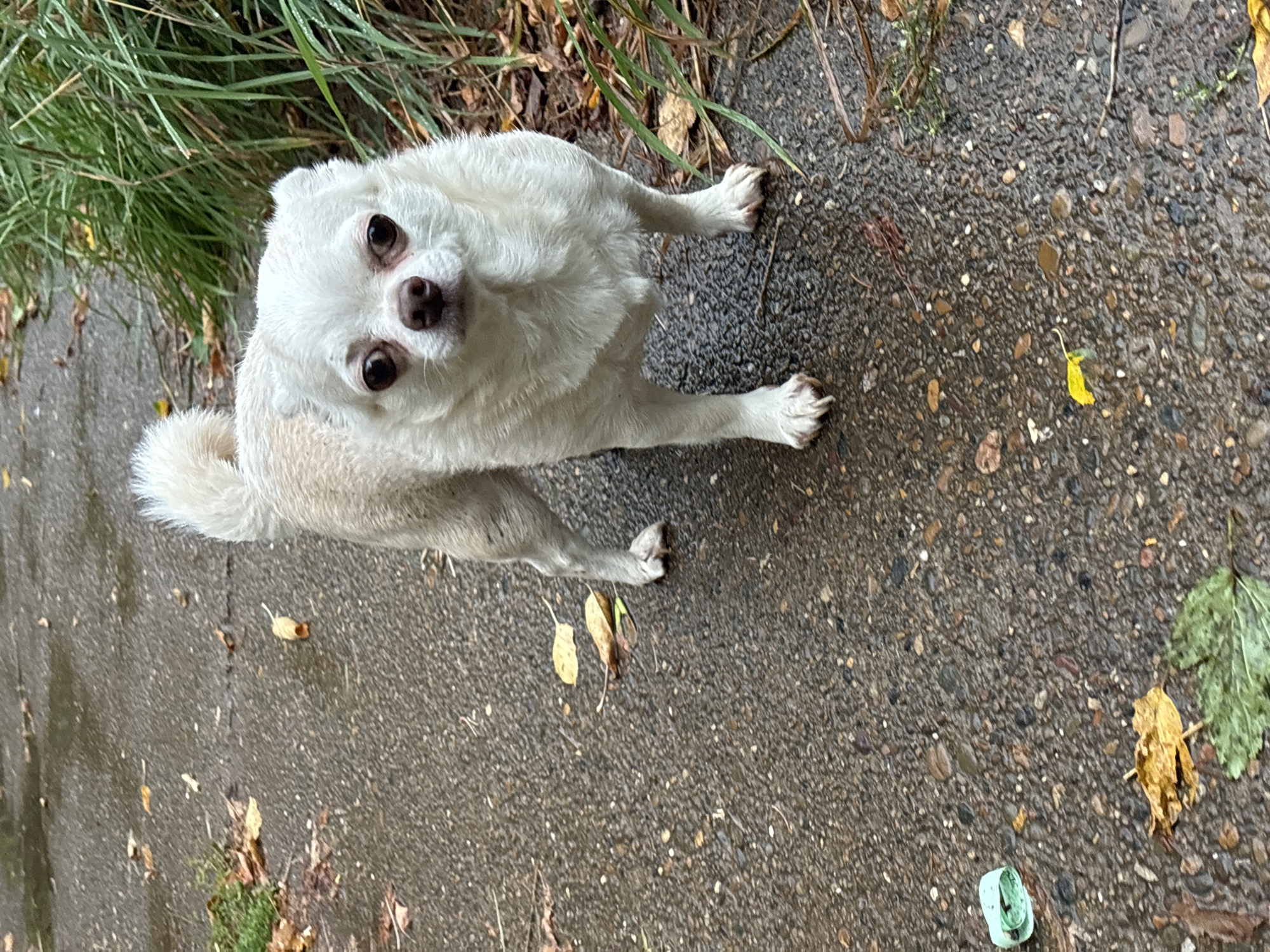 A small, light-colored dog with dark eyes stands on a wet, paved walkway. The dog is facing the camera and its tail is curved upwards. The walkway is lined with green grass and fallen leaves. In the background, there are more fallen leaves scattered on the ground. A small piece of green plastic is visible on the left side of the walkway. The scene appears to be outdoors, possibly in a park or residential area. The location is identified as Chaikovsky, Russia.