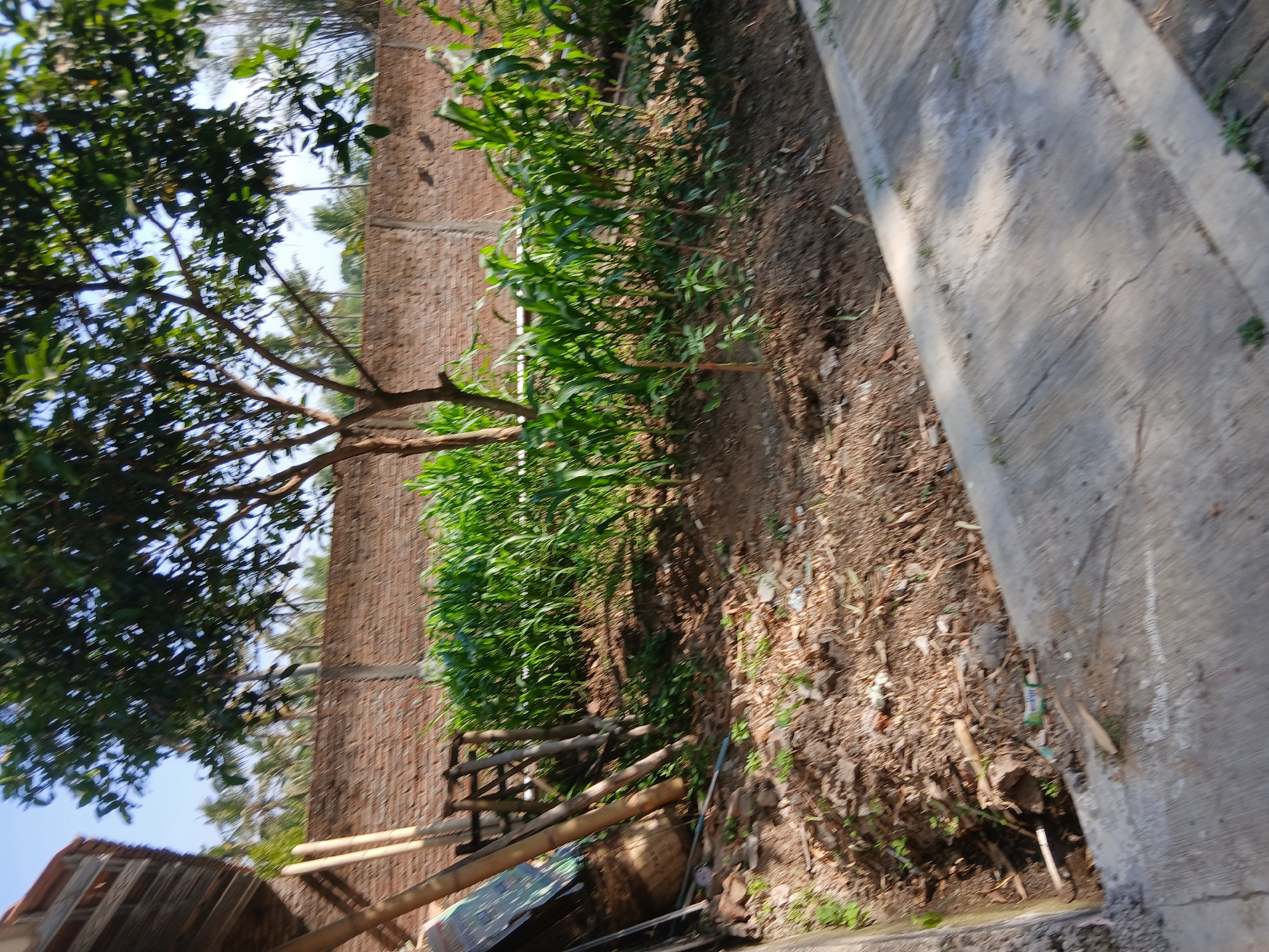 In the city of Pejaten, Indonesia, an outdoor scene depicts a small garden with a prominent brick wall in the background. The wall is topped with what appears to be fencing or further brickwork. In front of the wall, a row of young corn plants stands green and verdant. A tree with broad green leaves is situated to the left, casting shadows. To the far left, a wooden structure is partially visible, with bamboo poles leaning against it. The foreground shows a patch of dry, brown earth covered with scattered debris, including twigs, leaves, and some white and green plastic packaging. A concrete pathway runs diagonally across the lower portion of the image. The sky above is a clear, bright blue.
