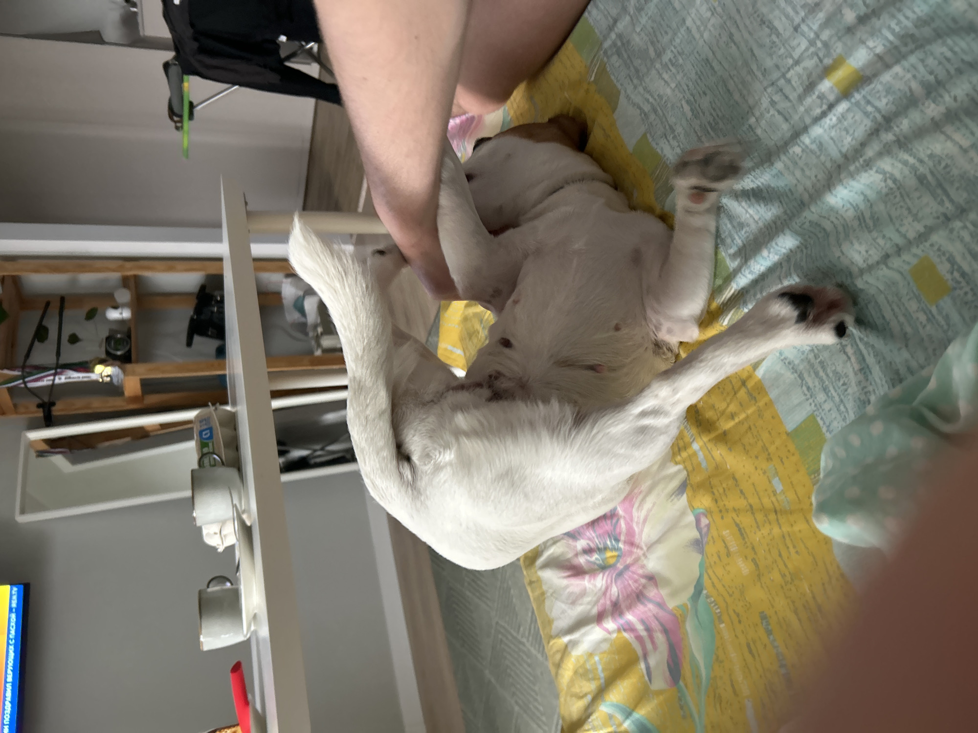 A small, white and brown Jack Russell Terrier-type dog lies on its back on a bed covered with a yellow and green patterned blanket with a pink and white floral design. The dog's belly is exposed, and its legs are splayed out in the air. A human leg is visible near the dog's head. In the background, there is a white shelf unit with items such as mugs and jars on it. A wooden shelf is visible above the white shelf. In the far background, a television screen displays an image in Russian. The image was likely taken in Chaikovsky, Russia, based on the presence of the Russian language on the television screen.