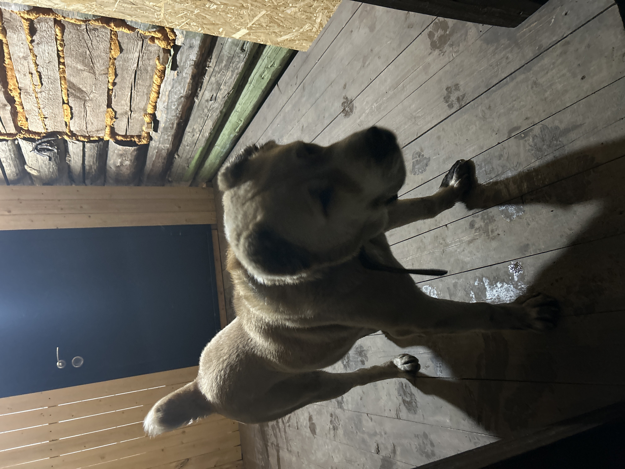The image shows a medium-sized, light-brown dog standing on a wooden floor. The floorboards are slightly wet, with paw prints visible. The dog is looking towards the upper right of the frame. The walls of the structure are constructed from wooden logs, with some insulation or sealant material visible between the logs in the upper left corner. In the lower left corner, there's a dark-colored wall with a light fixture or other hardware attached. The photo appears to be taken indoors, possibly in a rustic or unfinished room. The location is not apparent from the details in the image.