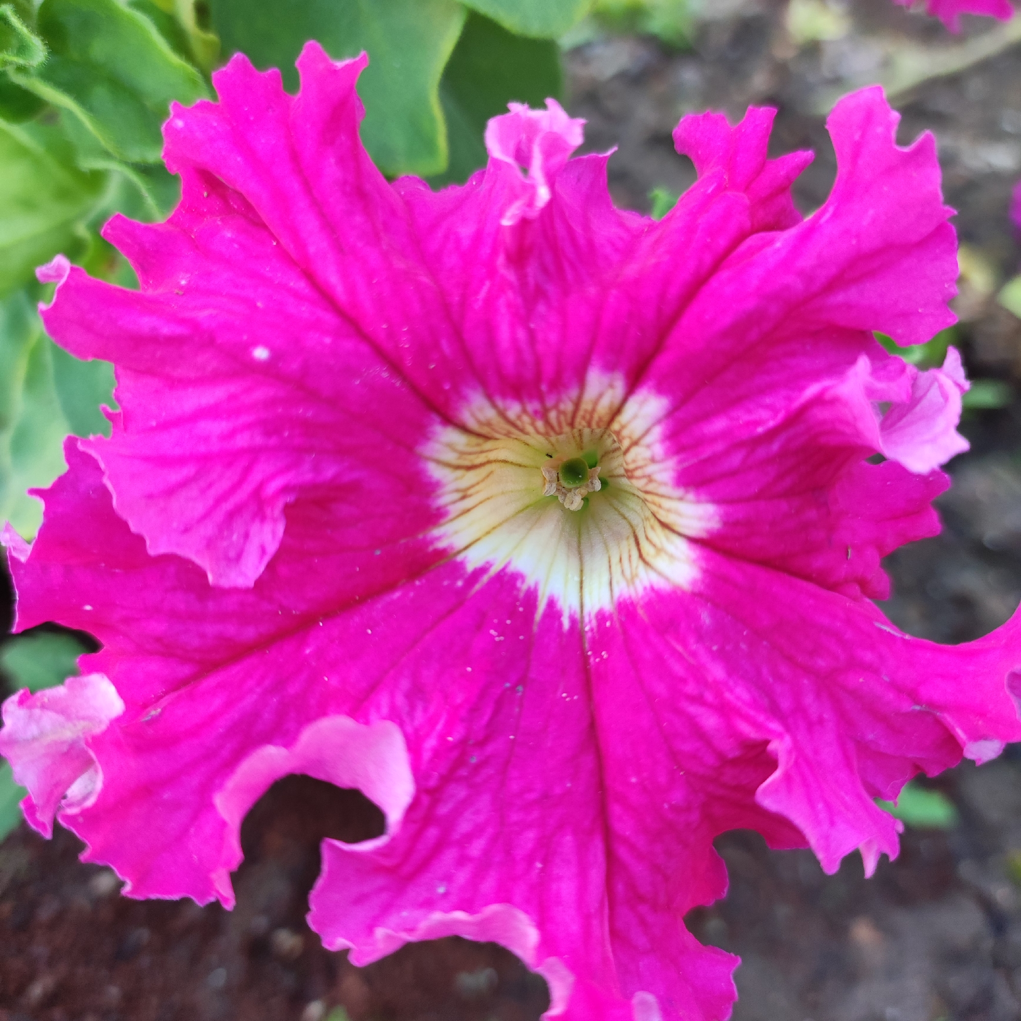 This is a close-up, eye-level, outdoor, natural light photograph of a vibrant pink petunia flower. The flower is the central subject and is in sharp focus, displaying intricate details of its ruffled petals and a creamy white and light brown center with visible stamen. The background is softly blurred, showing hints of green leaves and dark soil, suggesting it is growing in a garden or natural setting within the city of Navoloki, Russia. There are no people or animals present in the image, and no specific actions or interactions are depicted. The overall impression is one of botanical beauty and detail.