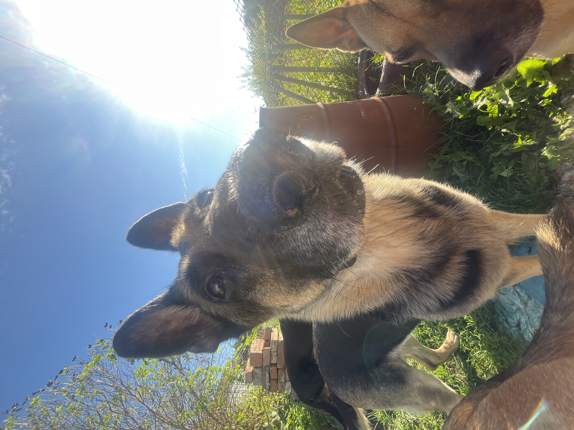 In an outdoor scene under a bright sun and clear blue sky, a German Shepherd is in the foreground, its face close to the camera. The dog's snout is wet, and its fur is a mix of tan and black. Behind it, another German Shepherd is visible, mostly its rear half. To the right, another dog's face is partially visible, with its ear perked up. The background includes greenery, a rusty barrel, a brick structure, and a fence. The image appears to be taken in a rural or semi-rural setting. There is no visible information to place this image specifically in Nizhny Tagil, Russia.