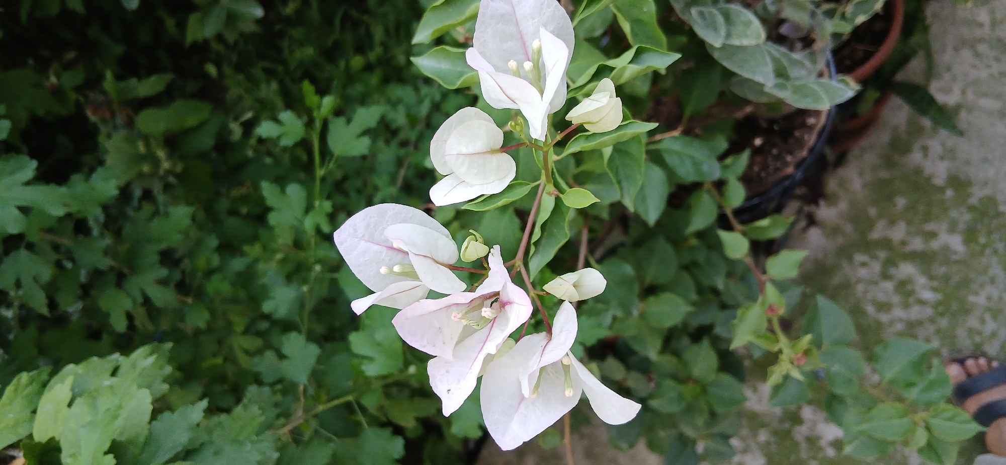 In a garden in Charshanba, Uzbekistan, a close-up shot focuses on a branch of white Bougainvillea flowers against a backdrop of lush green foliage. The delicate white bracts, tinged with pink at the edges and veins, are arranged in clusters, with some fully open and others still in bud. The shallow depth of field blurs the background, emphasizing the intricate details of the flowers, including their pale green stamens. The scene is set outdoors, with a concrete ground visible in the lower portion of the frame, suggesting a patio or garden path. The overall impression is one of natural beauty and tranquility.