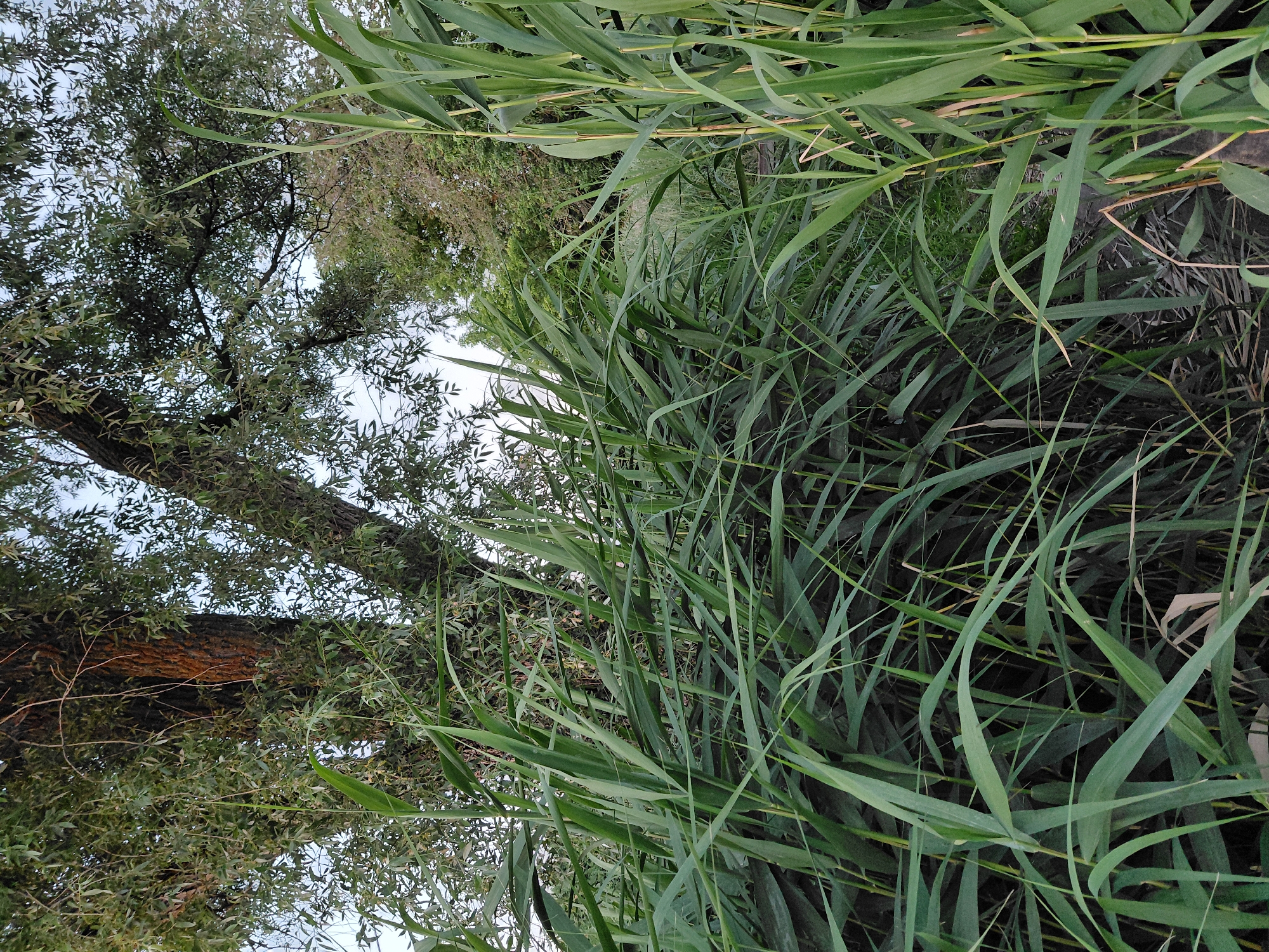 The image depicts a natural scene in the city of Ustyvytsia, Ukraine. The foreground is dominated by lush, green reeds or tall grass, which are dense and create a visual barrier. Behind the reeds, a large tree with a textured, brown trunk and abundant green foliage is visible. The canopy of this tree extends upwards and outwards, partially obscuring the sky. In the background, other trees and vegetation can be seen, creating a layered effect of natural growth. The overall environment suggests a rural or undeveloped area, possibly near a body of water, given the presence of reeds. There are no people or animals present in the image, nor are there any man-made structures clearly visible. The lighting indicates it is daytime, with the sky appearing overcast or diffused.