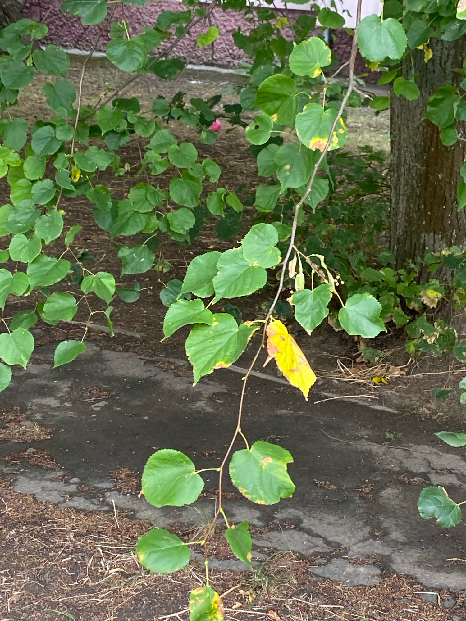 The image depicts a close-up view of tree branches with green and yellowing leaves, possibly indicating the transition to autumn. The branches hang over a cracked asphalt pathway, with dry leaves and mulch scattered on the ground. In the background, the rough bark of a tree trunk is visible to the right, and further back, there's a hint of greenery and a blurred pink flower. The overall scene suggests an outdoor setting, possibly a park or a residential area in Chornomorsk, Ukraine, characterized by natural elements and weathered urban infrastructure.