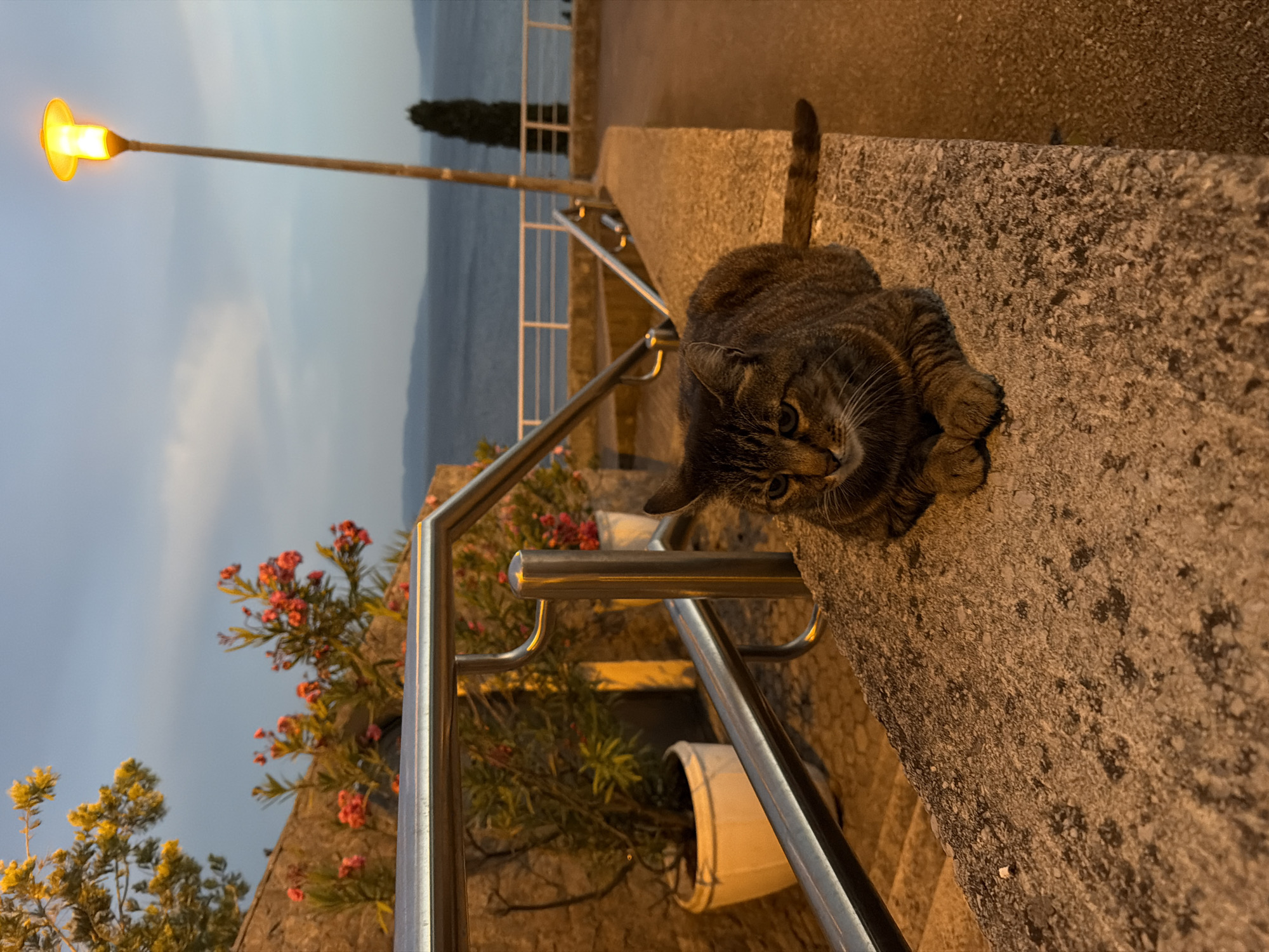 A tabby cat is resting on a stone ledge at dusk. The cat is positioned in the lower right portion of the frame, facing left. Its paws are tucked beneath its body, and its tail extends to the right. Behind the cat, a metal railing runs along a set of stairs. In the background, there are potted plants with red flowers and yellow-flowering bushes. Further in the distance, the sea is visible, with a streetlamp illuminating the scene from the upper right. The sky is a muted blue and grey, indicating twilight. The environment suggests an outdoor setting, possibly a public walkway or terrace overlooking the sea.