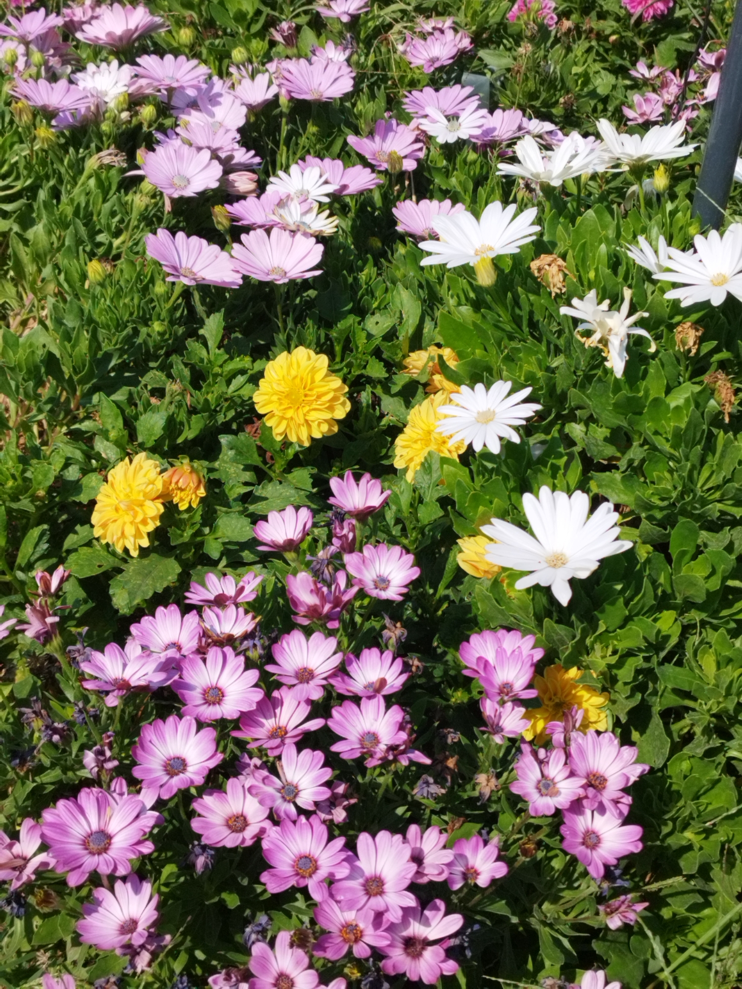 This image captures a vibrant bed of flowers, predominantly featuring a mix of purple and white daisy-like blooms alongside bright yellow, fuller-petaled flowers. The flowers are densely packed, with lush green foliage forming a backdrop. Some of the purple flowers have a darker center, while the white ones have a distinct yellow or light brown center. The scene appears to be outdoors, likely in a garden or park, with ample sunlight illuminating the blossoms. The presence of a dark vertical object, possibly a pole or fence post, is visible on the right side of the image. The overall impression is one of natural beauty and a well-maintained floral display. While the image does not provide specific clues about its location within Bucharest, Romania, it is representative of the types of public gardens and flower beds commonly found in the city.