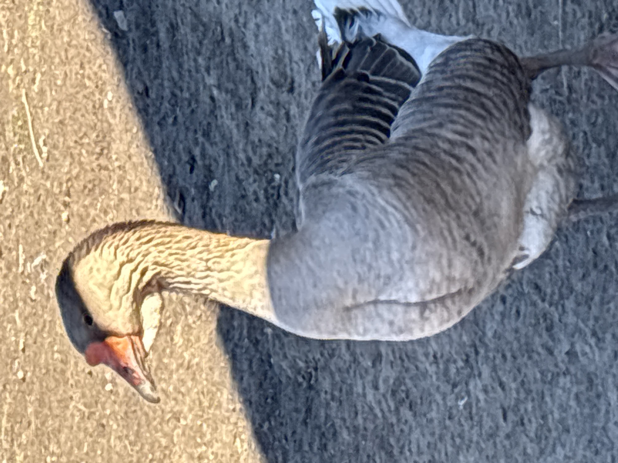 The image shows a Greylag goose with its head and neck facing the lower left corner of the frame. The goose is on the ground which appears to be a rough gray surface. The goose's head is a light brown with a reddish beak, and its body is a mix of gray and white feathers. A light shadow is cast on the lower left of the frame and on the goose's head. There is no indication of the city of Koshelevichi, Russia, or any other location information in the image.