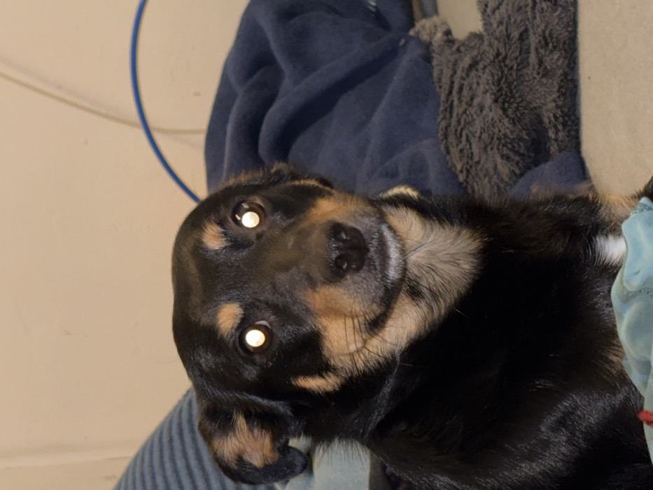 The image displays a close-up view of a domestic dog positioned indoors. The dog features predominantly black fur with distinct tan markings on its muzzle, above its eyes, and on its chest, where a small white patch is also visible. Its pupils exhibit a bright white light reflection, consistent with flash photography. The dog's gaze is directed forward, with a closed mouth exhibiting a slight upward curve. The background consists of various soft furnishings: a blue and white striped fabric partially visible on the left, and a crumpled dark blue blanket adjacent to a grey fluffy textile on the right. A light-colored wall is visible in the upper background, crossed by a thin blue cable arcing on the right side. No individuals are present. The precise location within the city of Sofia, Bulgaria, cannot be determined from the visual evidence.