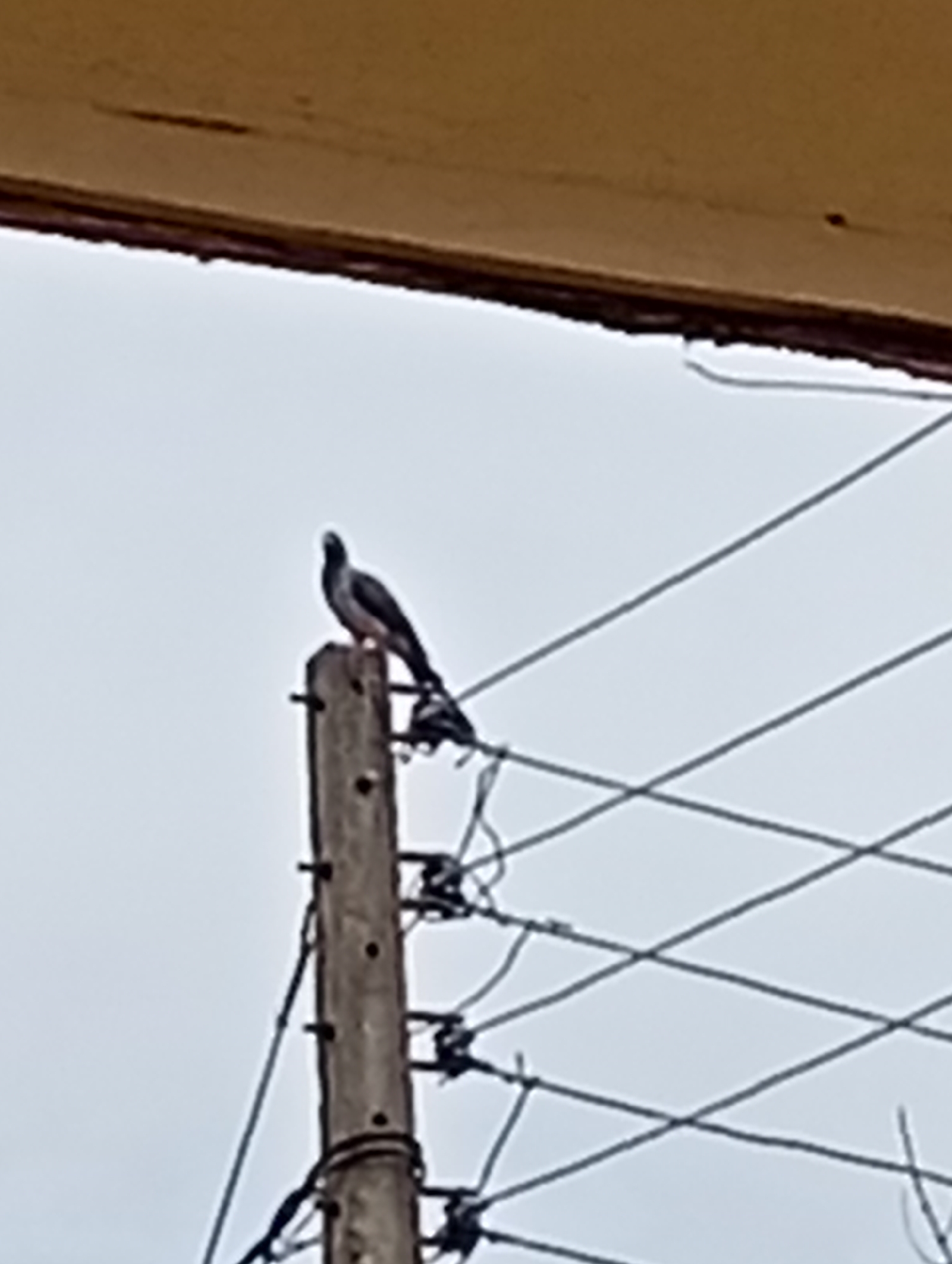 A pigeon is perched atop a weathered wooden utility pole in Adankolo, Nigeria. Electrical wires extend from the pole in multiple directions. The sky is overcast. The edge of a building is visible in the top part of the frame.