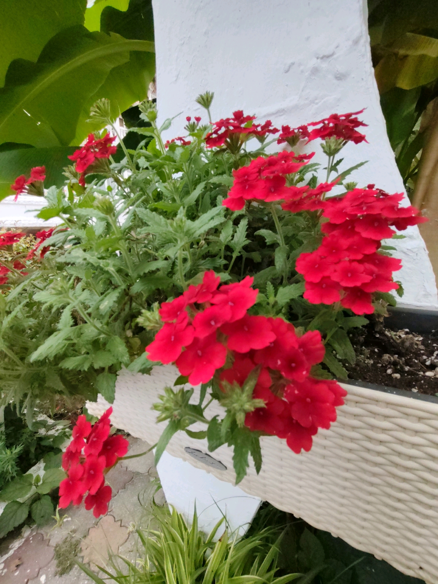 A close-up, slightly angled shot captures a cluster of vibrant red verbena flowers cascading from a woven white planter. The planter is positioned against a textured white wall, with lush green foliage of a large-leafed plant visible in the upper left corner. The background is dominated by the white wall and hints of green leaves, suggesting an outdoor setting. The flowers are in full bloom, with some petals showing tiny water droplets. The ground beneath the planter is paved with interlocking gray and tan stones. The scene is devoid of any people or animals.