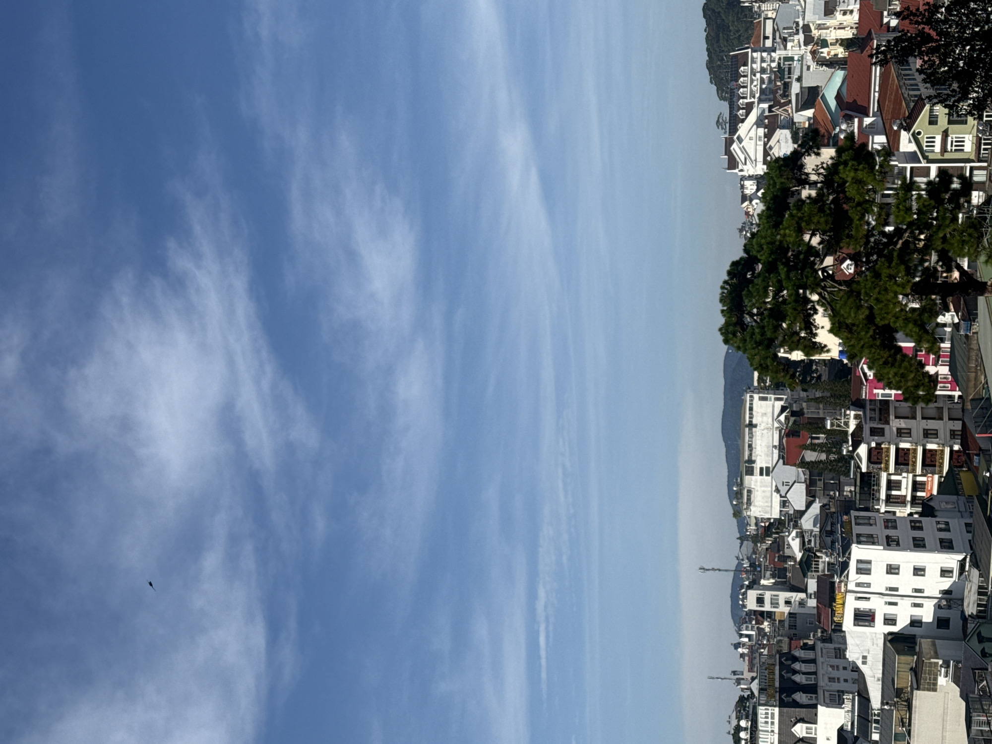 The image shows a panoramic view of the city of Da Lat, Vietnam. The foreground is dominated by a large evergreen tree. Behind the tree, a dense cluster of buildings with various architectural styles fills the mid-ground. Many of the buildings are residential or commercial, with pitched roofs in shades of red, gray, and white. Some buildings have visible signs, with one sign in Vietnamese reading "LE TUAN MINH." In the distance, rolling hills form a backdrop to the cityscape. The sky above is a clear blue with wispy white clouds, and a single bird is visible soaring high in the sky. The lighting suggests it is daytime, with sunlight casting shadows on the buildings.
