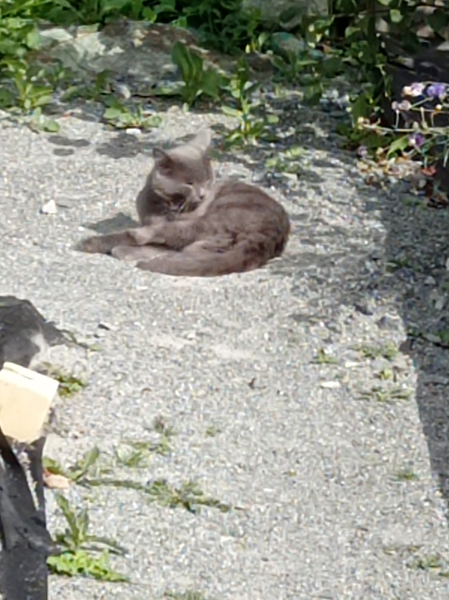 A gray cat with tabby markings is lying on a gravel surface outdoors. The cat is curled up with its head resting on its paws. In the background, there are green plants and rocks, and to the right, there are some purple flowers. The lighting suggests it is daytime, with shadows cast by the plants and possibly other unseen objects. The ground is covered in small gray and white pebbles. There is a tan, rectangular object on the left side of the frame and a dark object below it. The environment appears to be a natural or semi-natural outdoor space, possibly a garden or yard, located in the city of Degtyarsk, Russia.