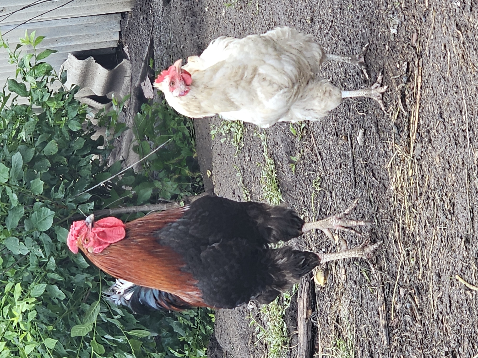 A rooster and a hen stand on damp, dark soil in what appears to be a rural yard. The rooster, on the left, is a large bird with predominantly reddish-brown plumage on its chest and neck, transitioning to black on its lower body and tail. It has a prominent red comb and wattle. The hen, on the right, is entirely white with a smaller red comb. Both birds have visible legs and feet with distinct toes. The background features dense green foliage and a corrugated metal structure, possibly a fence or shed. The ground is covered with loose soil, small twigs, and some sparse blades of grass. The lighting suggests an overcast day. The scene is consistent with a backyard in the village of Kalinovka, Russia, where domestic fowl are commonly kept.