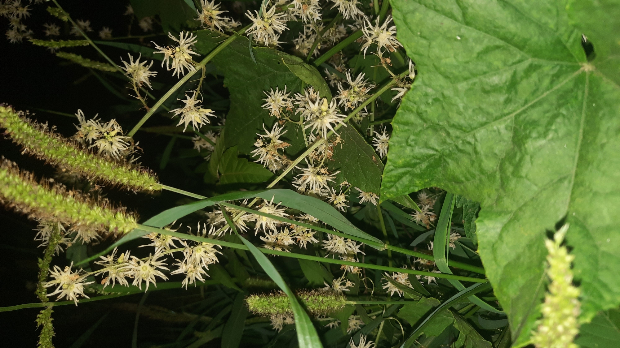 A low-angle, close-up, vertical, night-time photograph shows a cluster of flowering plants with green stalks and numerous small, star-shaped white flowers. A large, green leaf dominates the foreground, partially obscuring the view of the vegetation. The background is dark and indistinct. This scene is located in the city of Shklov, Belarus. There are no people or animals present.
