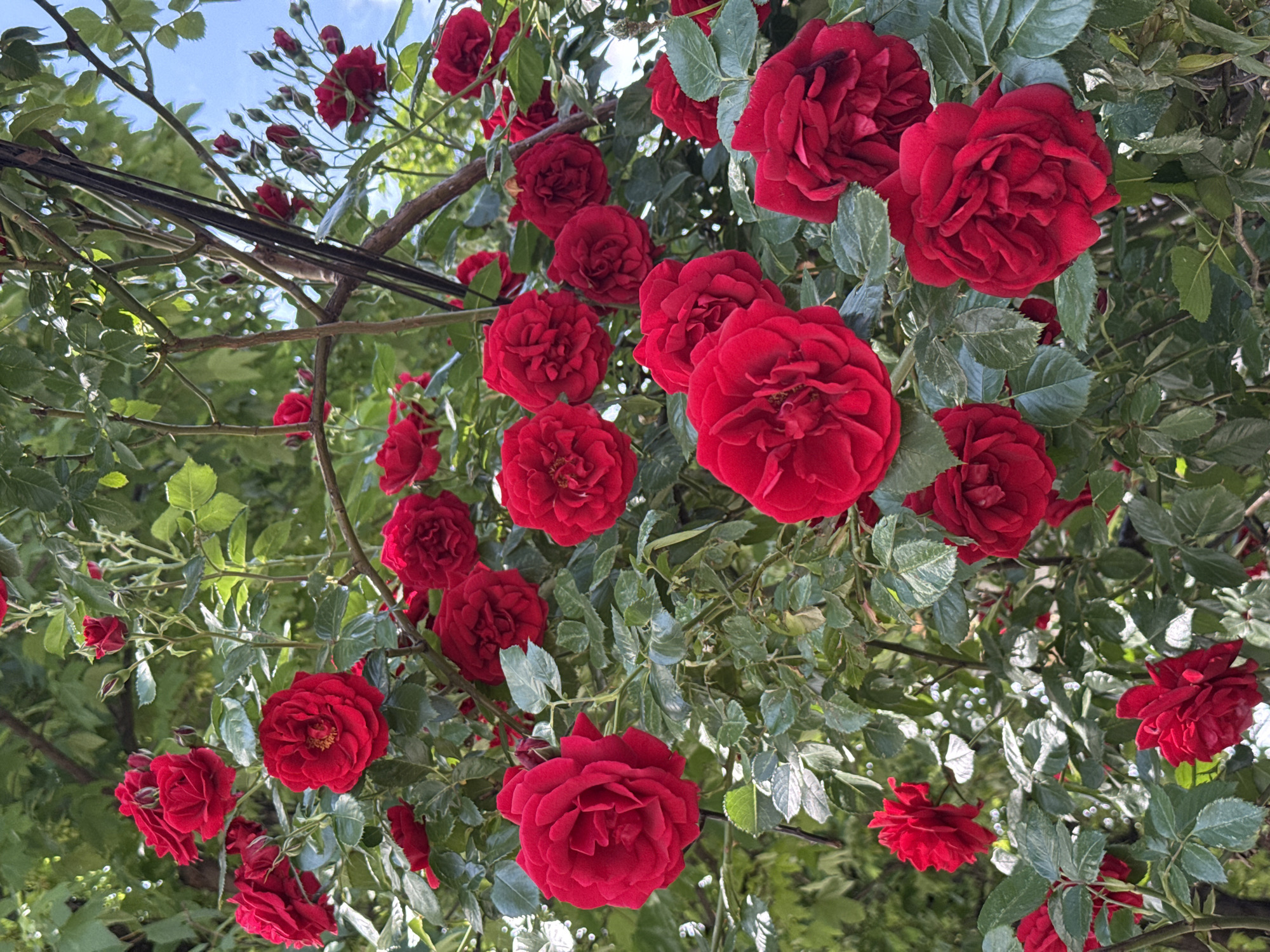 A low-angle shot captures a profusion of red roses blooming amidst dense green foliage, viewed against a backdrop of blue sky. The roses appear to be climbing on a structure, with branches and stems visible. Some electrical wiring is interspersed with the branches. The location is Pleven, Bulgaria.