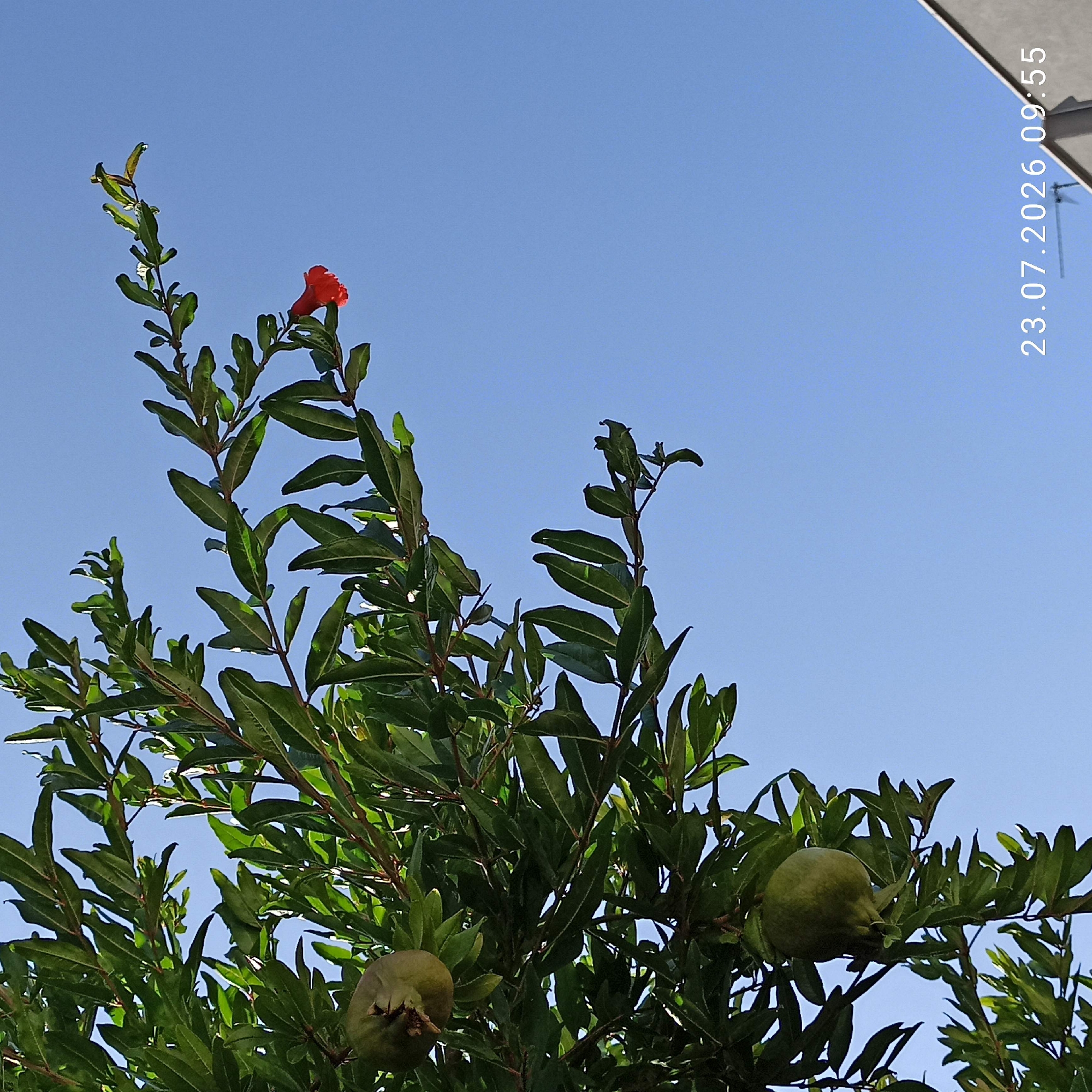 A close-up, upward-facing shot captures a pomegranate tree branch against a clear blue sky. Two unripe, green pomegranates hang from the branch, surrounded by lush, dark green leaves. To the right, a single, vibrant red pomegranate flower is in bloom, its petals unfurled. The timestamp "23.07.2026 09:55" is visible in the lower right corner. The scene suggests a sunny day in Bitonto, Italy, likely during the warmer months when pomegranates and their flowers are present.
