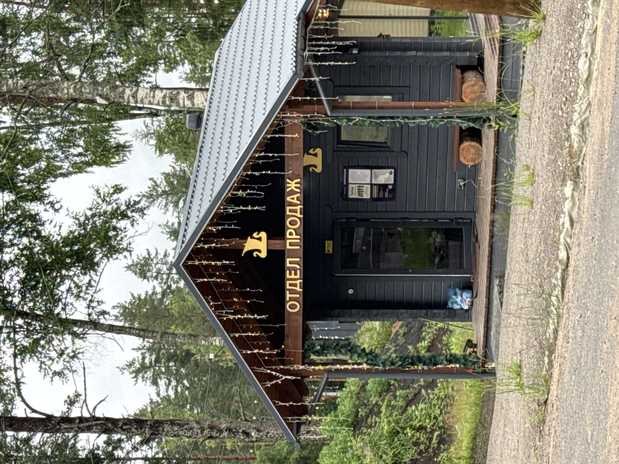 This media file shows a small, dark wooden building with a corrugated metal roof, situated in a wooded area with birch trees and pine trees visible. The building is decorated with a string of small lights that outline the eaves of the roof and a garland of artificial greenery along the porch. A sign with golden letters and a stylized image of a ship or boat is mounted on the front of the building. The text on the sign reads "ОТДЕЛ ПРОДАЖ". There are two round logs stacked against the side of the building, and a concrete path runs alongside it. The scene appears to be outdoors, with lush green vegetation and soil visible around the building. The lighting suggests it could be daytime, but the sky is overcast, creating a diffused light. There are no people visible in the image. The overall impression is of a rustic or commercial structure in a natural setting. The location context is Mars, Russia.
