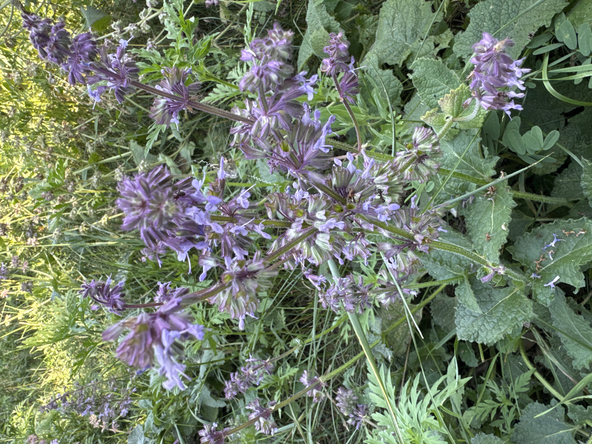 The image shows a close-up of purple wildflowers in a natural setting. The flowers are clustered on tall stems, with many small blossoms. The background is a blur of green foliage and grass, with some hints of sunlight filtering through. The scene appears to be outdoors, possibly in a meadow or a garden. There are no people or animals visible in the image. The overall impression is one of natural beauty and abundance.