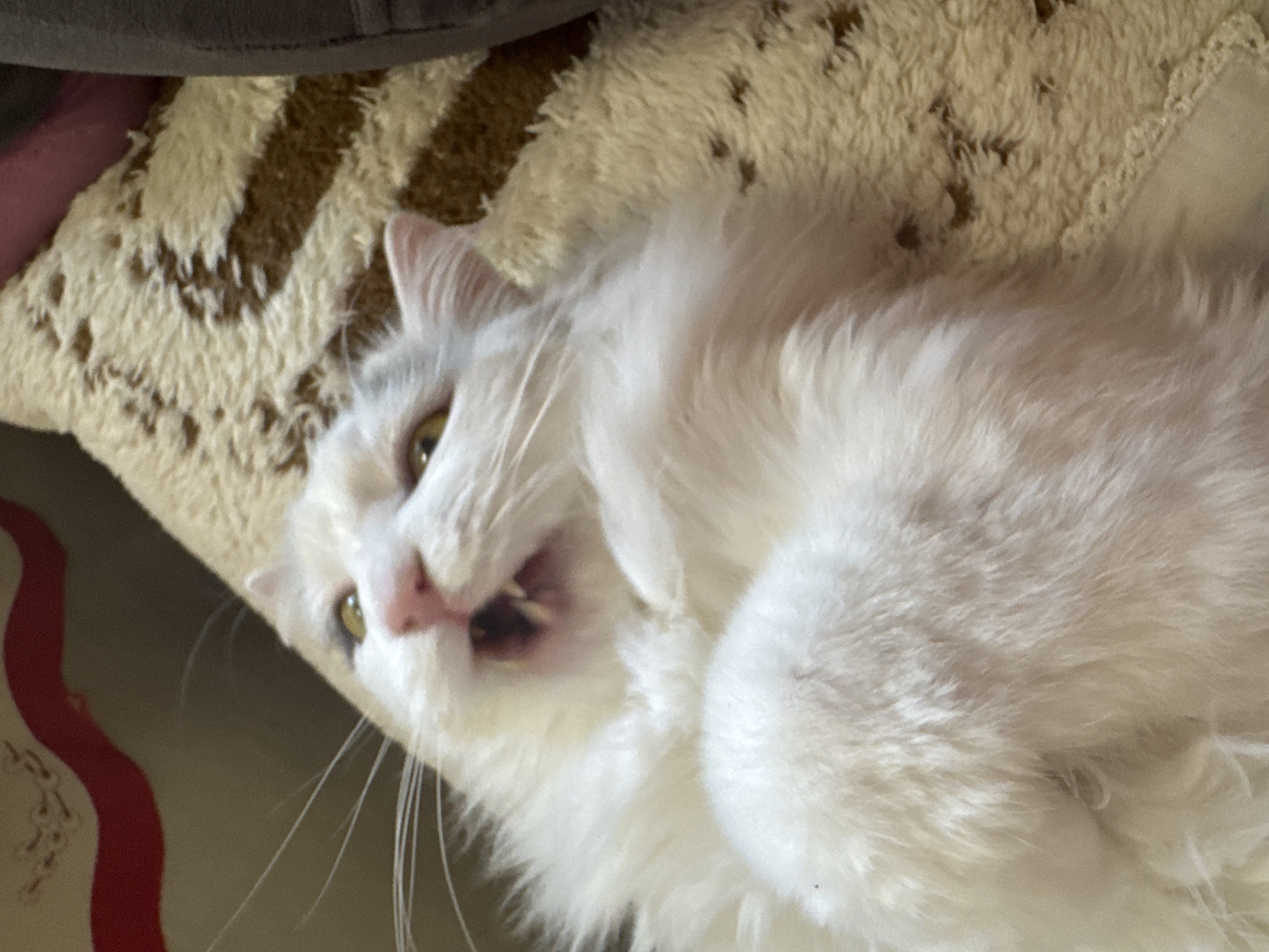 A white cat with its mouth slightly open rests on a patterned pillow or blanket. The image provides no information about the city of Sofia, Bulgaria, or any other location. There are no people visible.