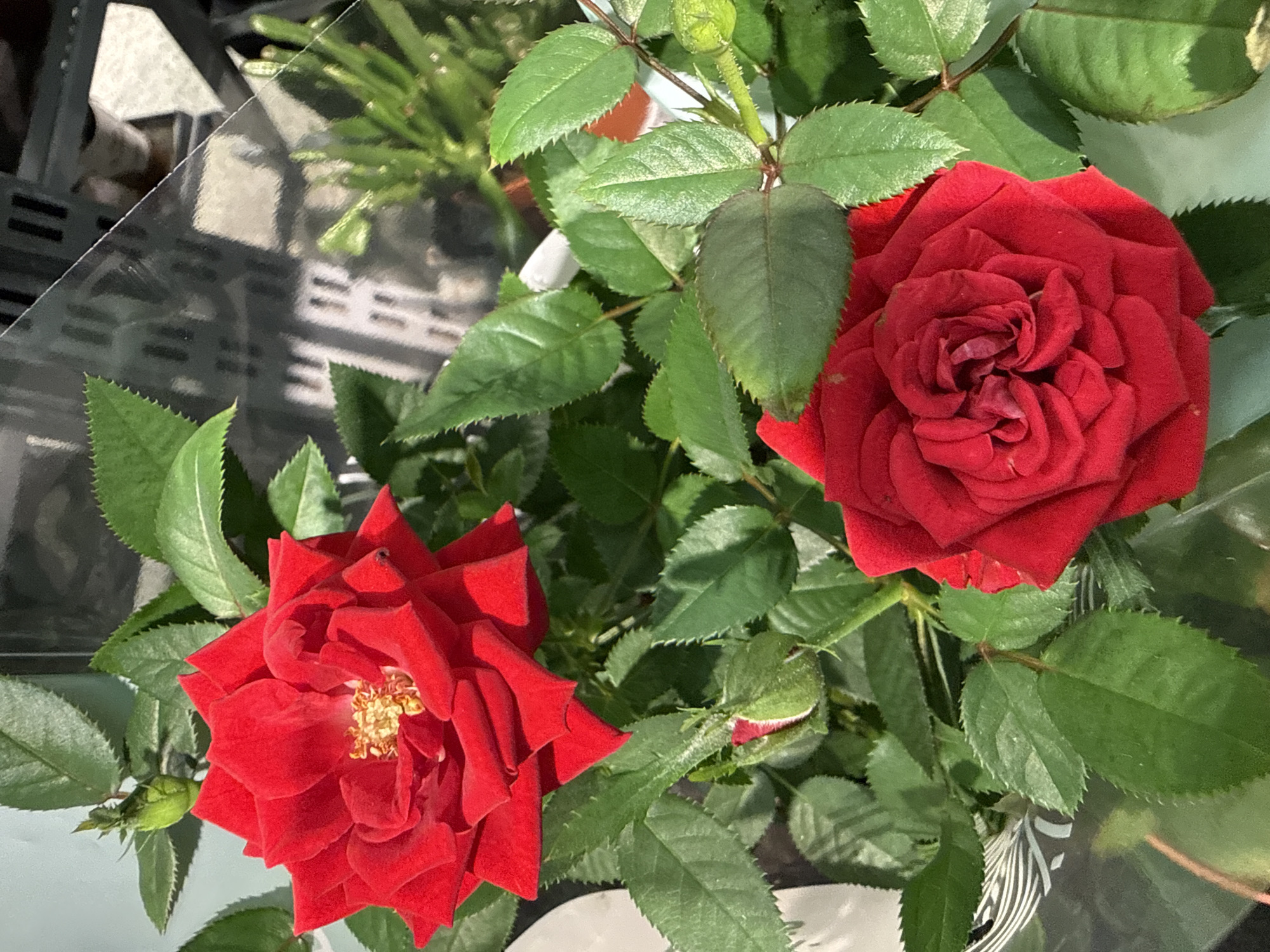 The image displays two vibrant red roses in full bloom, along with a rosebud, surrounded by lush green leaves. The roses appear to be a miniature variety, possibly a miniature rose bush. The setting is indoors, indicated by the presence of a clear plastic covering with a patterned edge, possibly a protective wrap from a plant shop or florist. In the background, there are glimpses of shelving units and other plants, suggesting a retail environment like a garden center or a flower shop. The lighting suggests it might be daytime, with natural light illuminating the scene. There are no people visible in the image. The scene is consistent with a botanical garden or a plant store in Tallinn, Estonia.