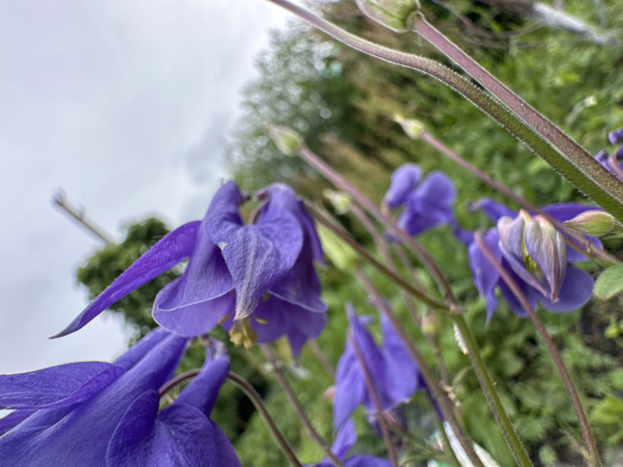 A close-up, low-angle shot captures a cluster of purple columbine flowers in bloom, with their delicate petals and pointed sepals filling the foreground. The flowers are angled towards the left of the frame, with their stems extending downwards and slightly to the right. In the background, out-of-focus green foliage and a pale, overcast sky create a soft, diffused backdrop. Several unopened flower buds are also visible, hinting at ongoing growth. The lighting suggests an outdoor setting, likely in a garden or natural area, with diffused daylight. There are no people or animals present in the image.