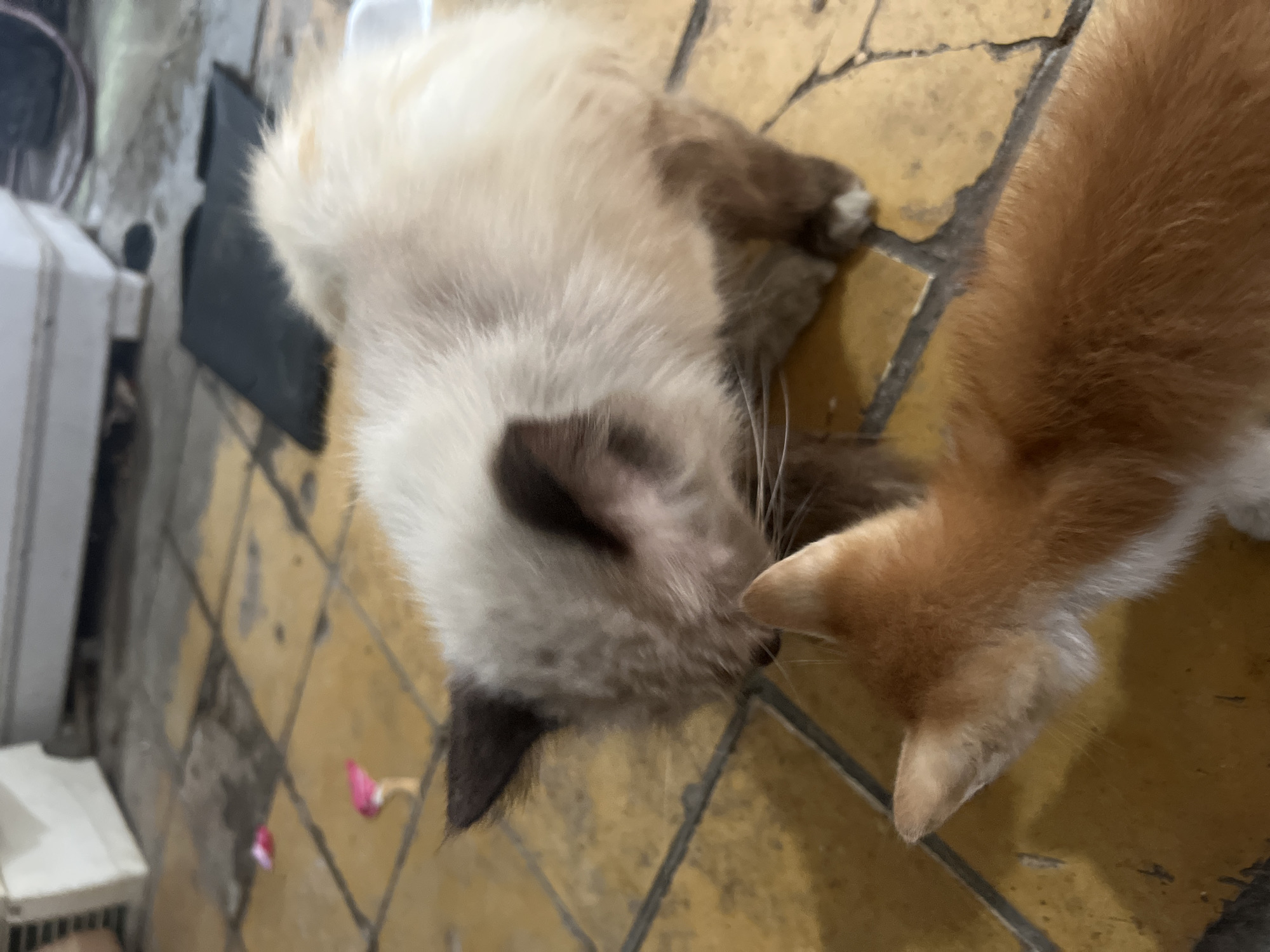 Two cats are interacting on a tiled floor. The cat in the foreground is a ginger kitten facing towards a larger cat. The larger cat, with a cream-colored body and darker points on its ears and face, is facing the kitten and appears to be sniffing it. The background shows a tiled floor with some debris, possibly pet toys or scattered items. The lighting suggests it is indoors, possibly in a home or shelter environment, and the overall scene depicts a gentle interaction between the two felines.