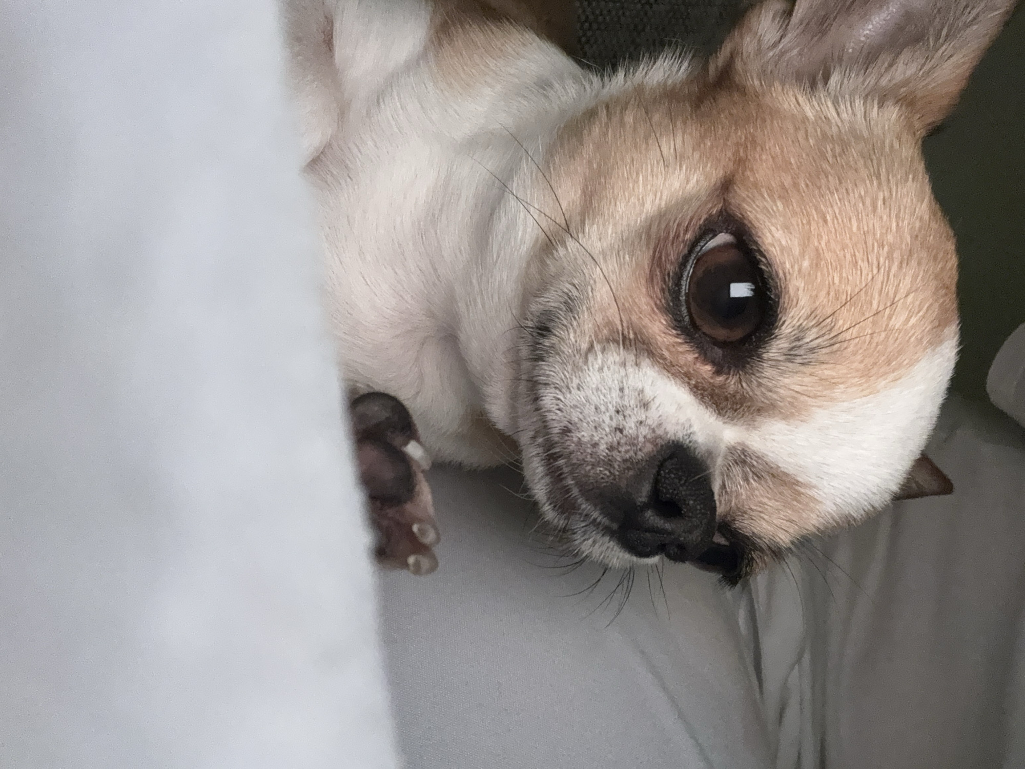 The image is a close-up of a Chihuahua dog with tan and white fur, lying on its back. The dog is positioned close to a white fabric or surface, partially obscuring its body. The dog's face is prominent, featuring a dark nose, whiskers, and a large, brown eye. The background is indistinct, possibly showing a textured surface. It is impossible to determine if the image was taken in Berlin, Germany, from the provided information.