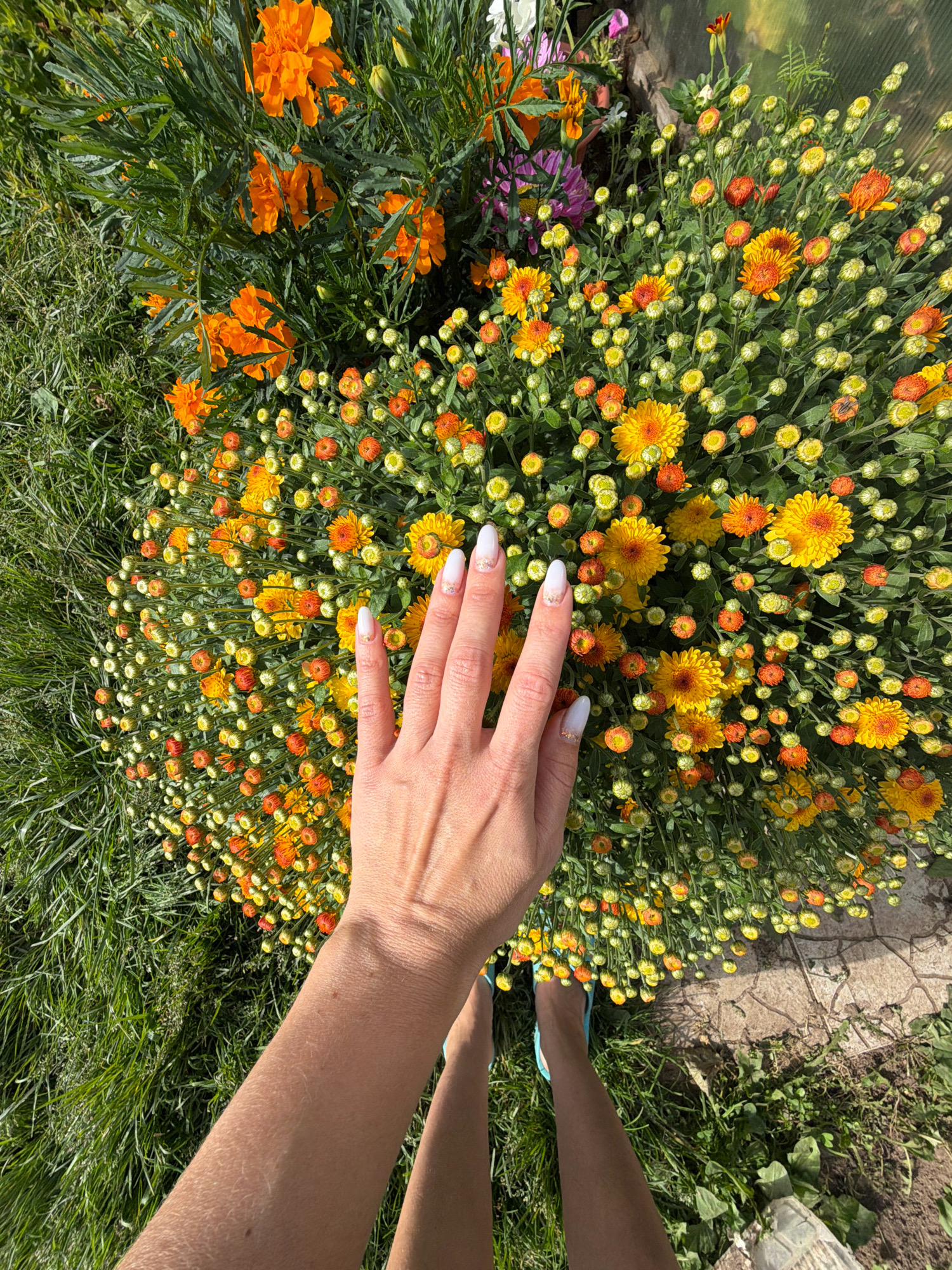 In the city of Vassiata, Russia, a person's hand with white nail polish and subtle glitter is positioned over a dense cluster of blooming orange and yellow chrysanthemums. The flowers are in various stages of bloom, with many buds present. Green grass and some larger orange marigolds surround the chrysanthemums. The perspective is from above, looking down at the flowers and the person's hand and legs. The person is wearing light blue footwear. The ground consists of a paved area with irregular stones and patches of dirt and grass. Sunlight illuminates the scene, casting shadows and highlighting the vibrant colors of the flowers.