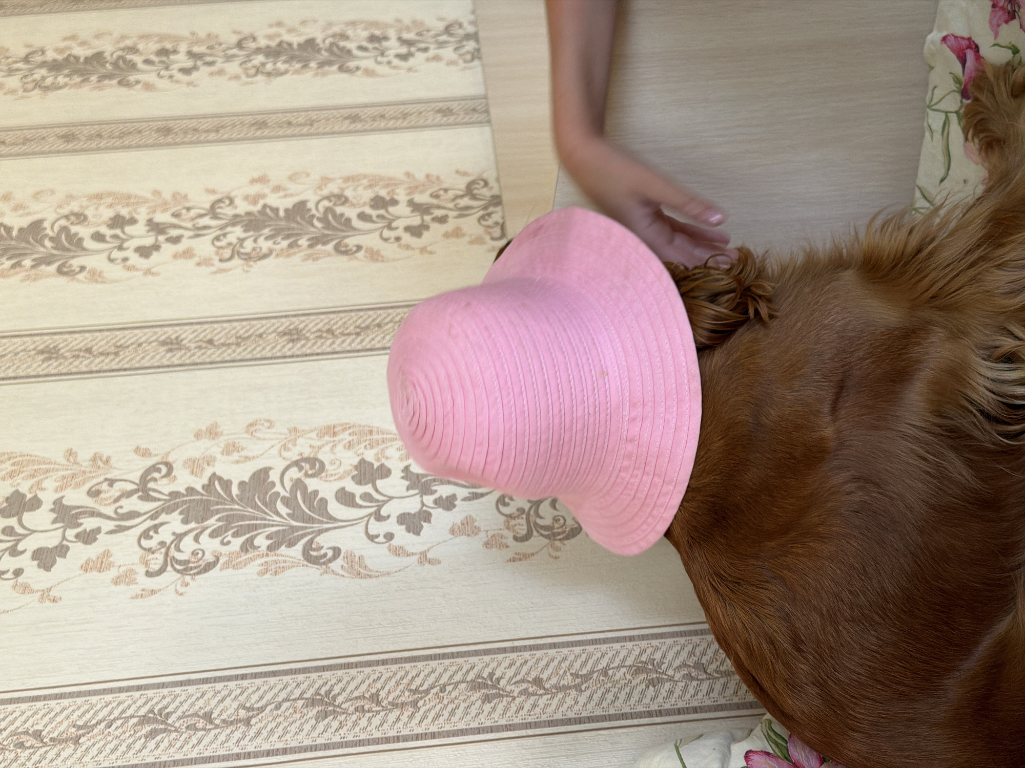 A medium shot captures a brown dog wearing a pink straw hat, positioned against a wall with patterned wallpaper. The dog is facing away from the camera, with its head slightly tilted. A person's hand, with manicured fingernails, is reaching towards the dog from the right side of the frame, its fingers blurred in motion. The wallpaper features vertical stripes and a repeating floral motif in muted beige and brown tones. The scene appears to be indoors, possibly in a residential setting within Бярэзінскі сельскі Савет, Belarus.