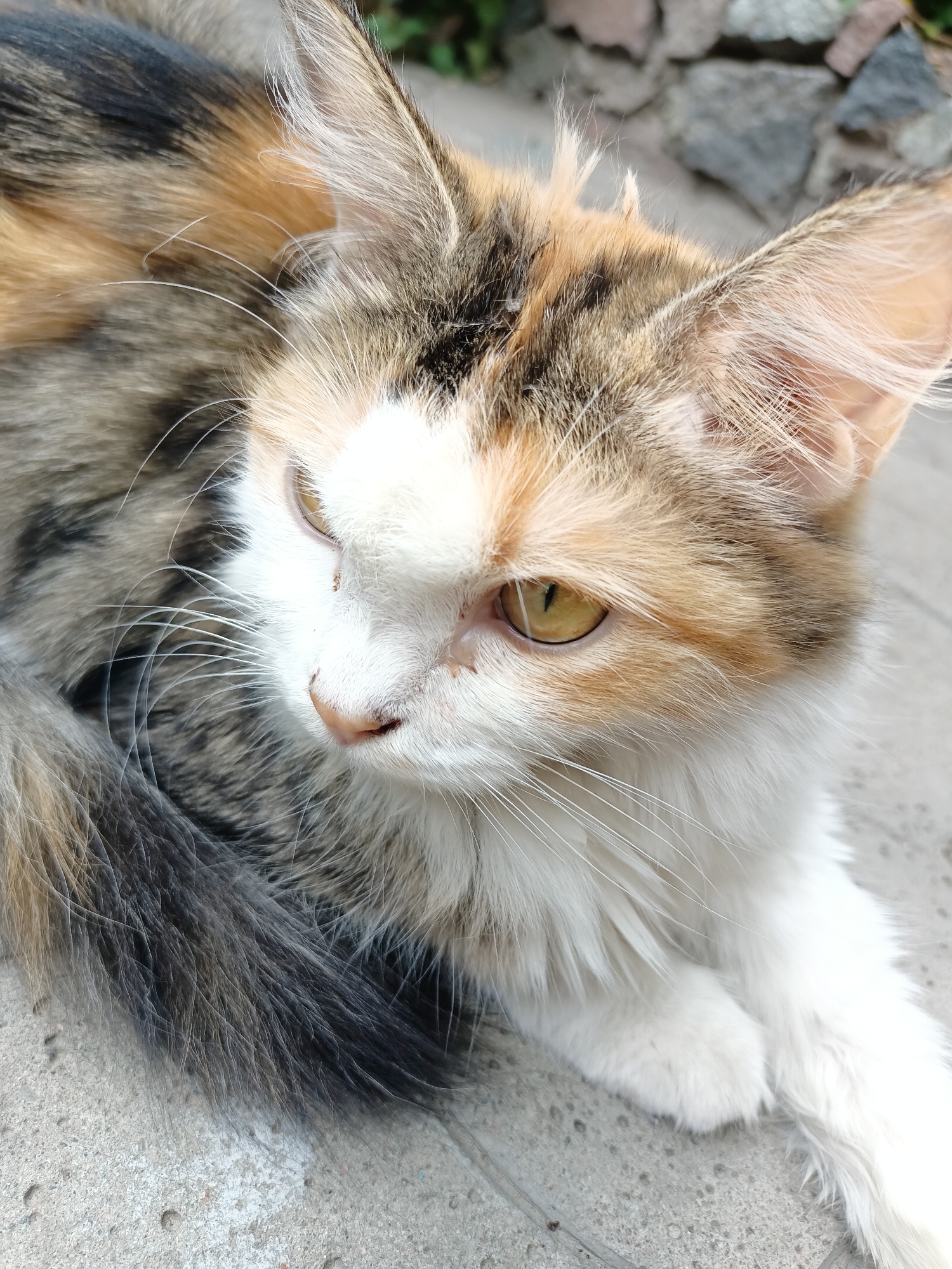 A calico cat with white, orange, and black fur is lying on a concrete surface. The cat has yellow eyes and long white whiskers. The background consists of blurred green foliage and gray stones. The scene appears to be outdoors, possibly in a garden or park area. No specific location in Almaty, Kazakhstan, can be determined from the image.