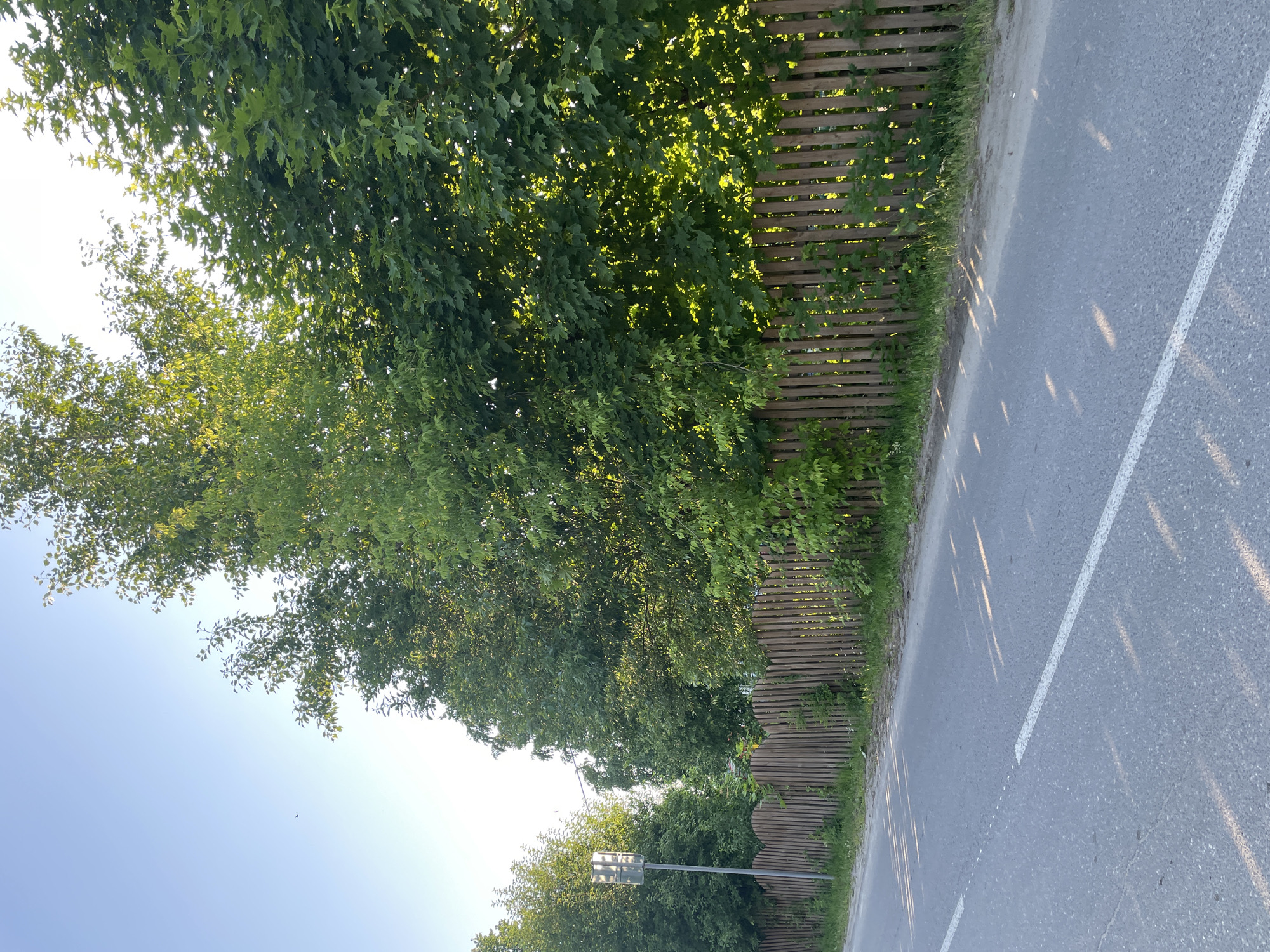 The image shows a street scene in Prudy, Russia, under a clear sky. A paved road runs along the left side of the frame, with a white line marking the lane. To the right of the road is a wooden picket fence with a scalloped top edge. Behind the fence, lush green trees with dense foliage line the scene, with sunlight filtering through their leaves, casting dappled shadows on the road and fence. A single lamppost with a reflective panel stands near the left edge of the frame, partially obscured by foliage. There are no people or animals visible in the image. The overall impression is one of a quiet, tree-lined street on a sunny day.