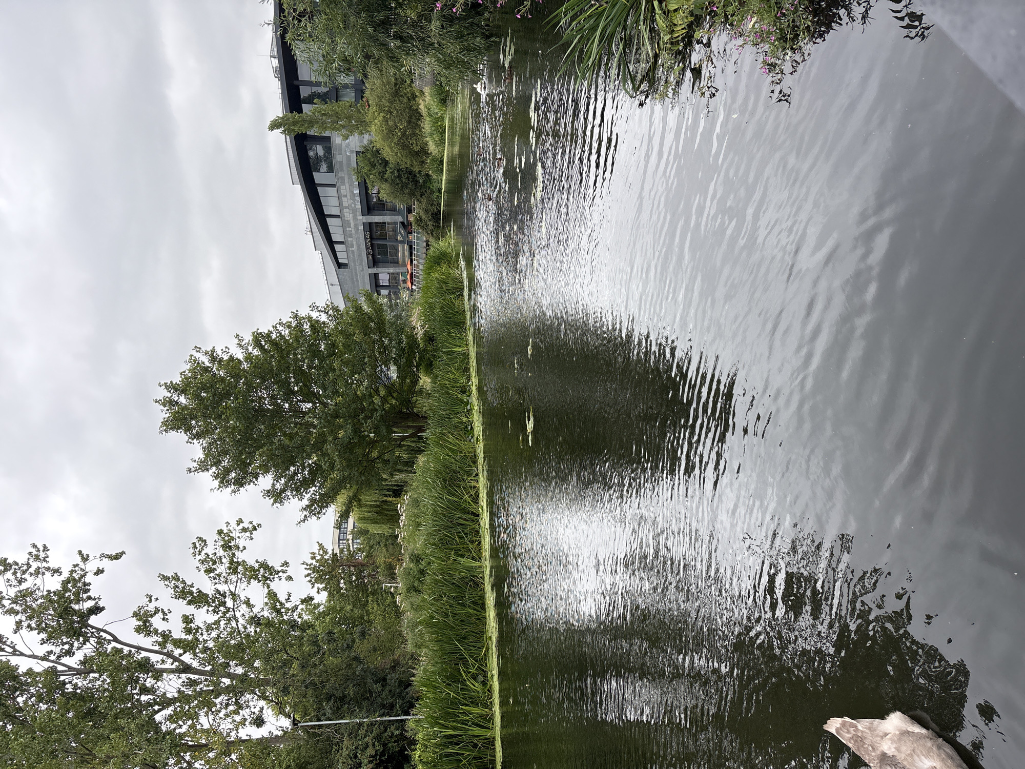 The image shows a canal in Chelmsford, United Kingdom, with a modern building in the background. The canal is surrounded by lush green vegetation, including tall reeds and trees. The water is dark and reflects the overcast sky. Several ducks and a swan are swimming in the canal. In the foreground, the tail of a swan is visible in the water. The building in the background appears to be a commercial property with large windows and a grey facade. The overall scene is peaceful and serene, with the natural elements of the canal and vegetation contrasting with the urban setting of the building.