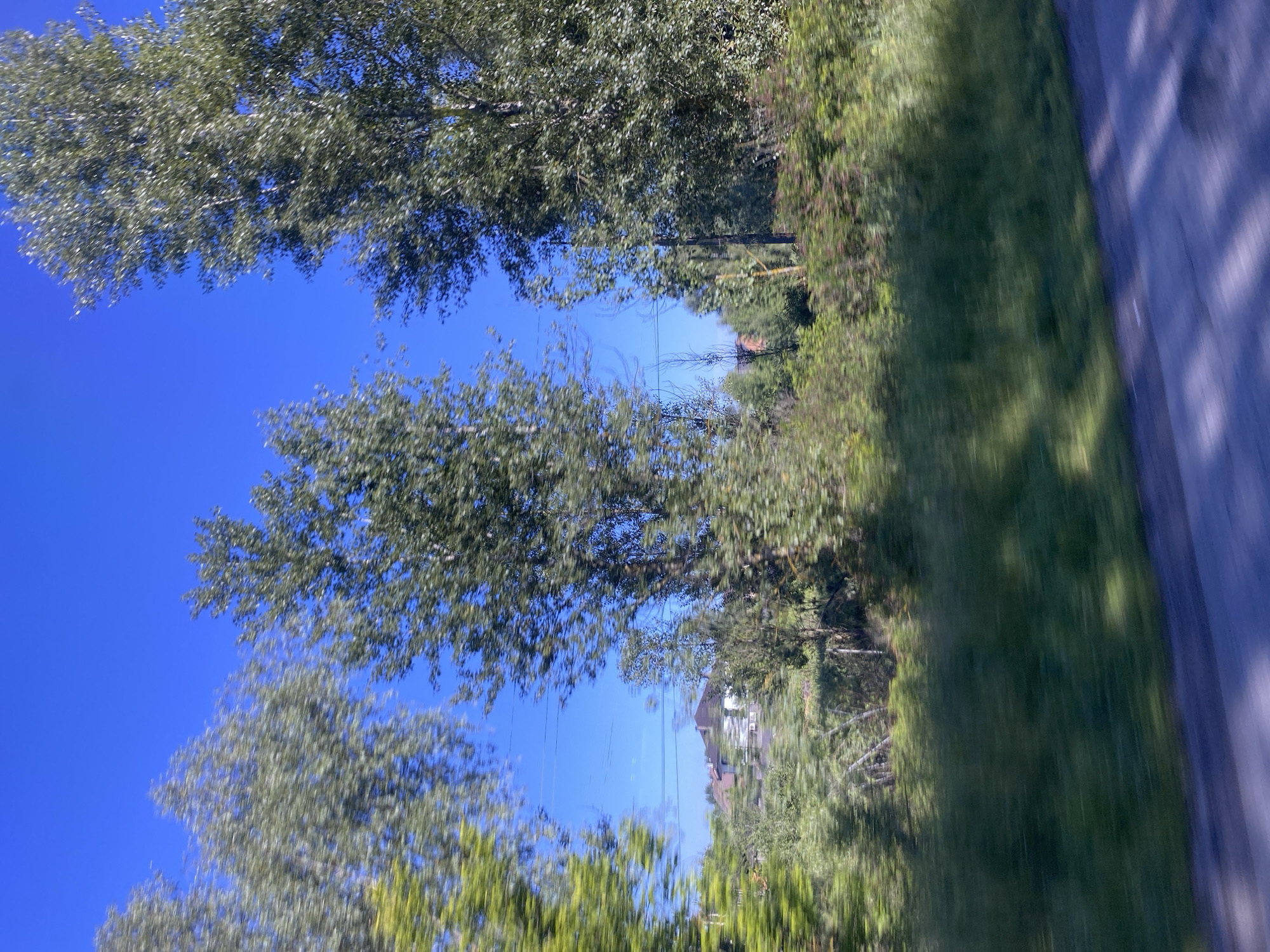 A daytime, outdoor, eye-level, horizontal, medium shot captures a view through trees, with motion blur indicating movement. The scene is of a residential area with a house and vegetation. In the foreground, the blurry outlines of a road surface and grassy areas are visible. Tall, thin trees with green foliage dominate the midground and background, some appearing as vertical streaks due to motion blur. A two-story house with a dark roof and white siding is partially visible behind the trees, suggesting a suburban or rural setting. The sky is a clear, bright blue. The presence of power lines above the vegetation indicates a developed area. The overall impression is a snapshot of a landscape passing by, likely from a vehicle.